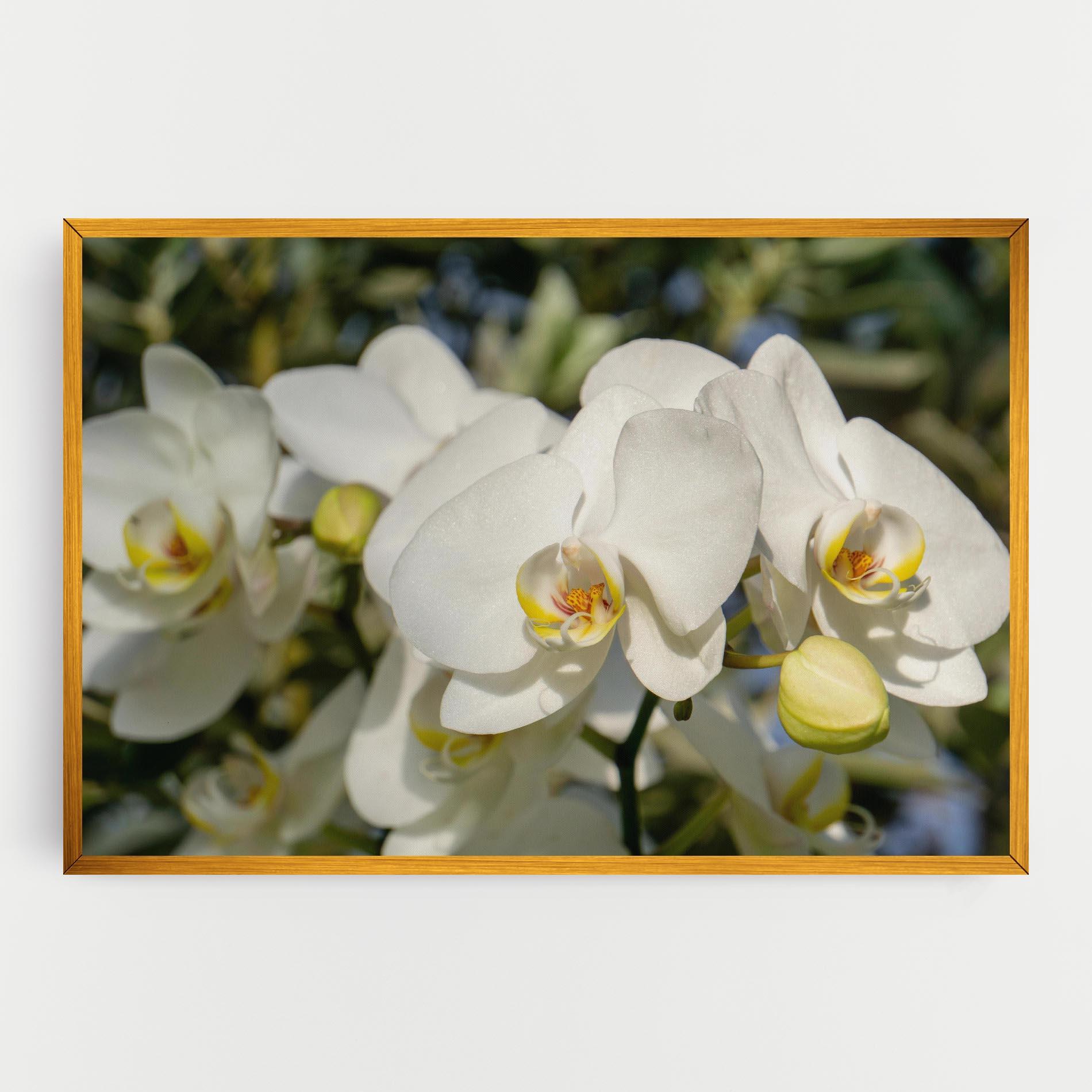 Leinwandbild Big Orchids In Nature mockup 0