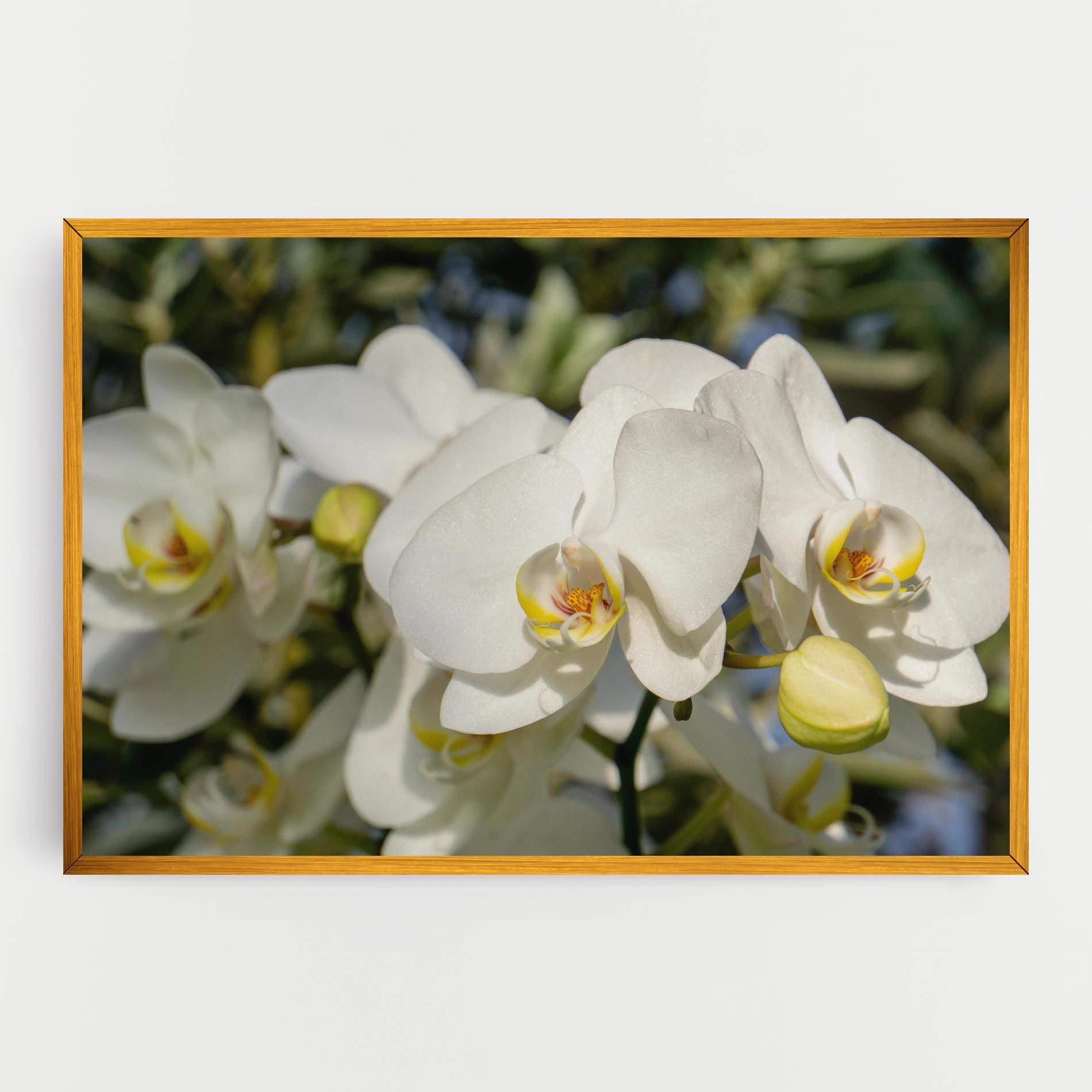 Big Orchids In Nature mockup 0