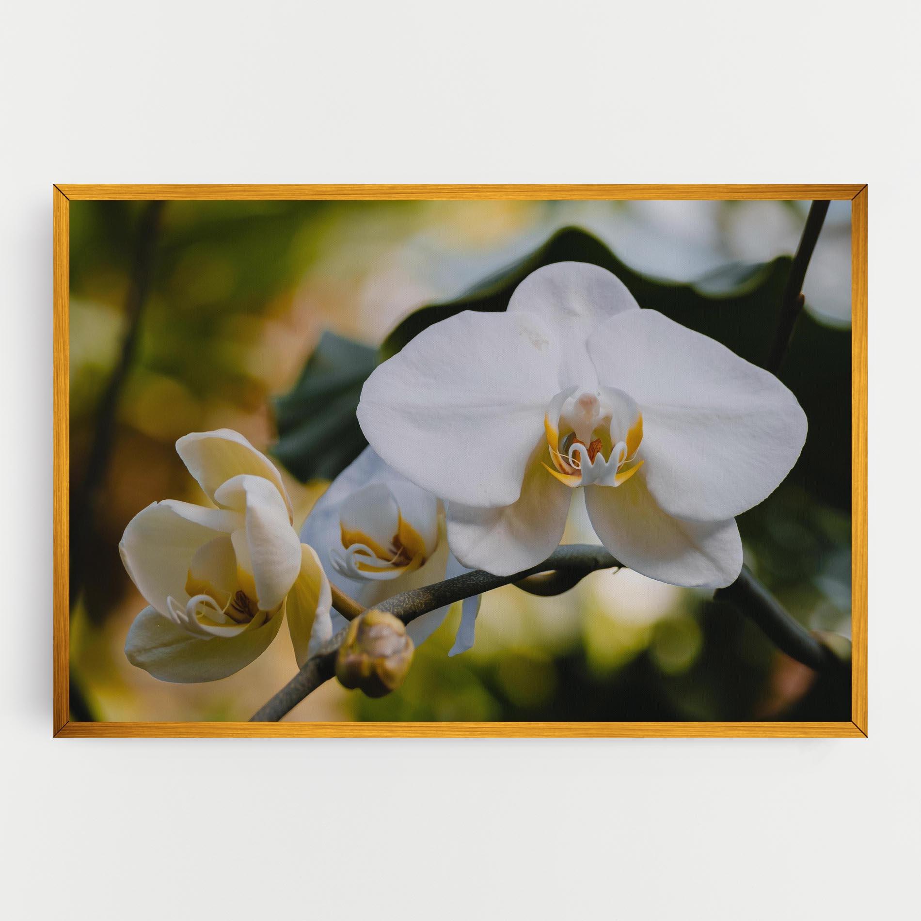 Leinwandbild Cream Orchid In Nature mockup 0