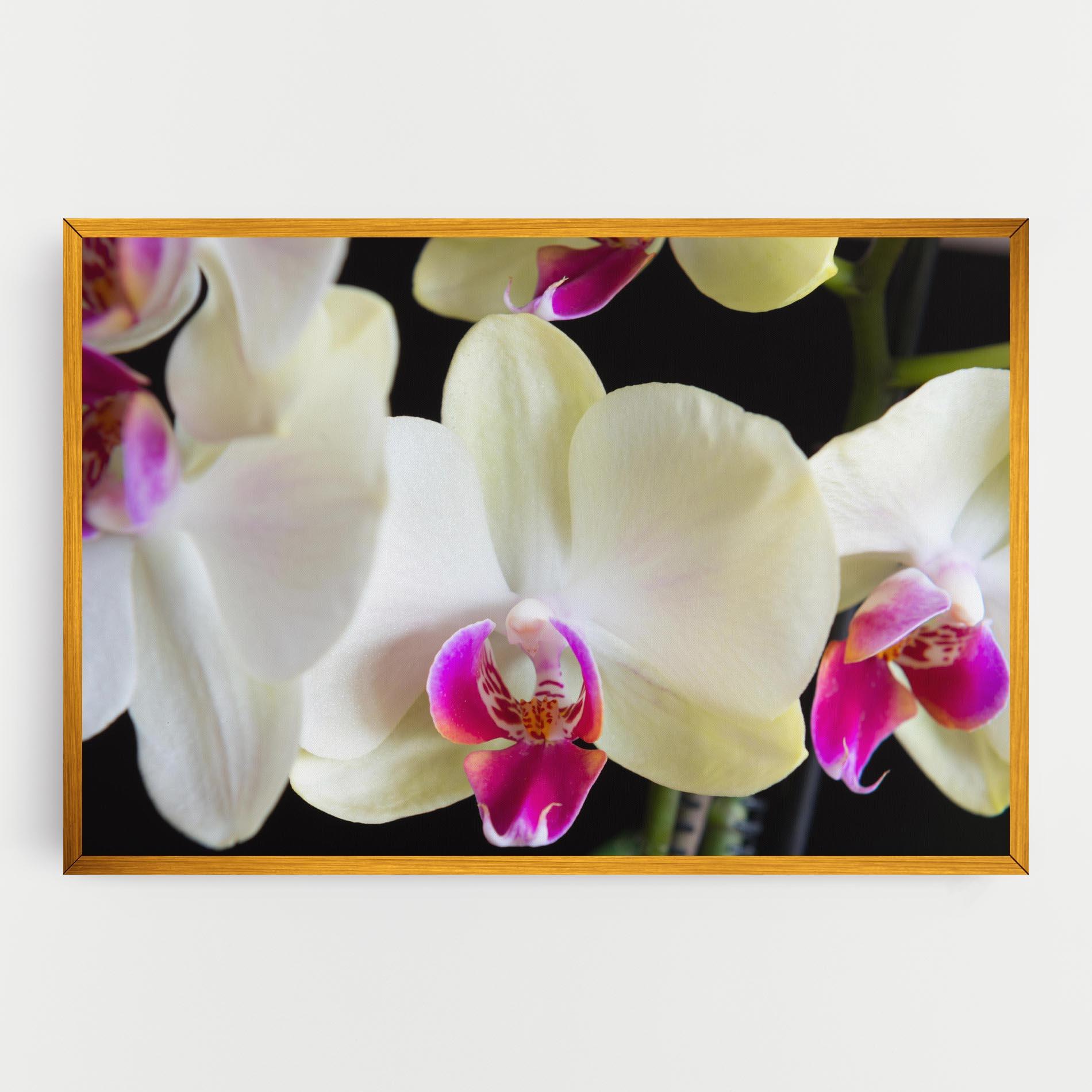 Leinwandbild Cream Purple Orchids mockup 0
