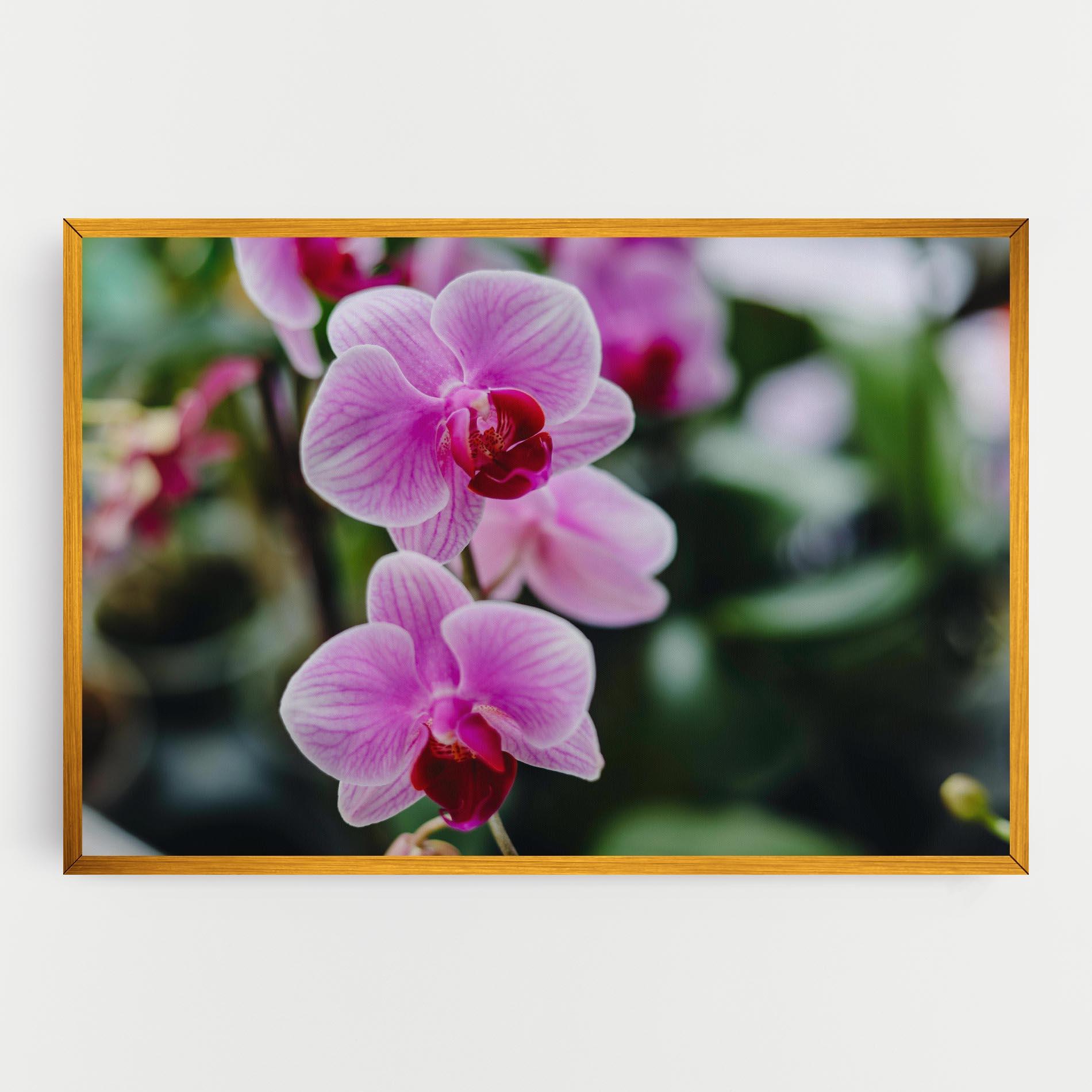 Leinwandbild Garden Purple Orchids mockup 0