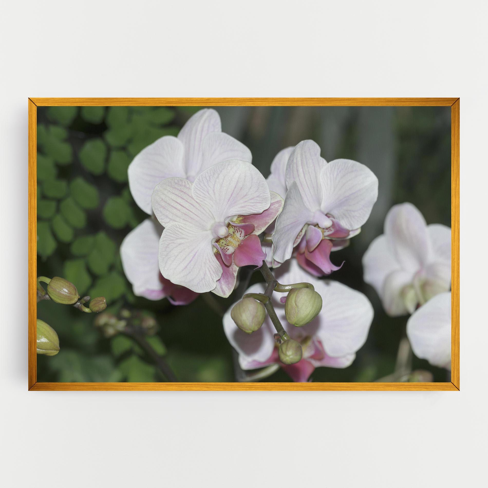 Leinwandbild Orchid Botanical Garden mockup 0