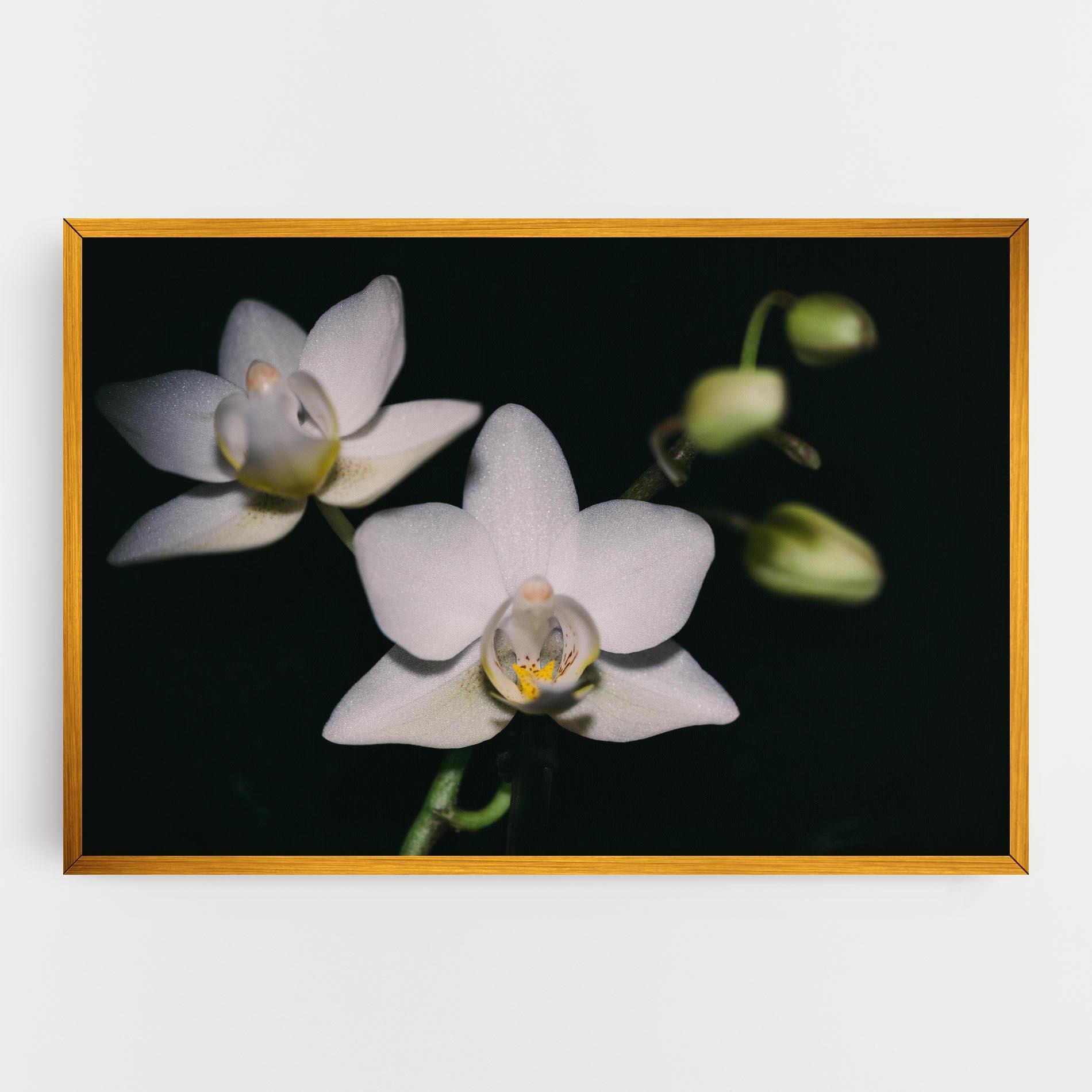 Leinwandbild Orchids On Black mockup 0