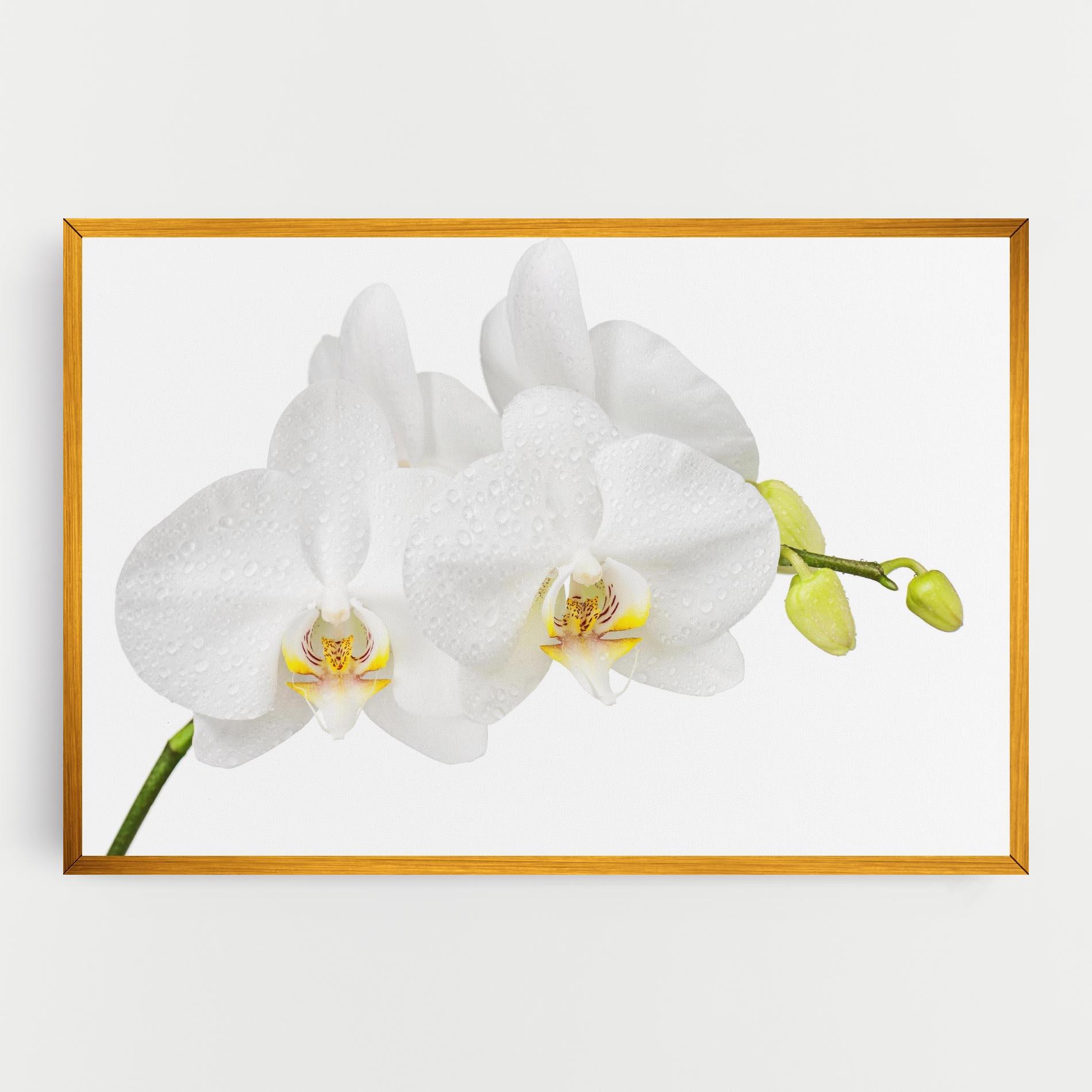 Leinwandbild Orchids On White mockup 0