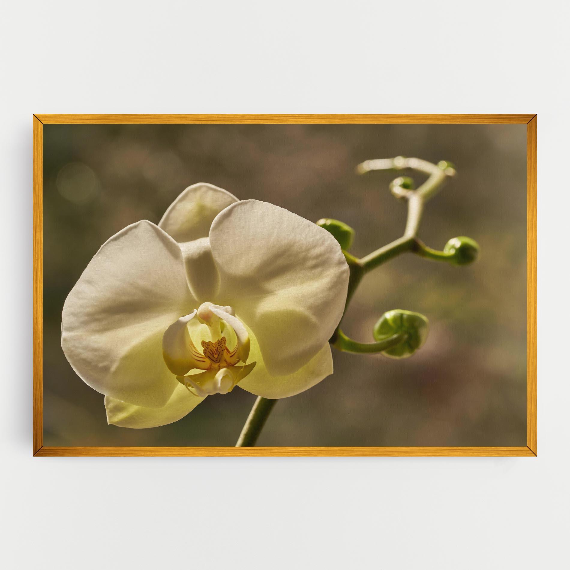 Leinwandbild Pastel Yellow Orchid In Garden mockup 0