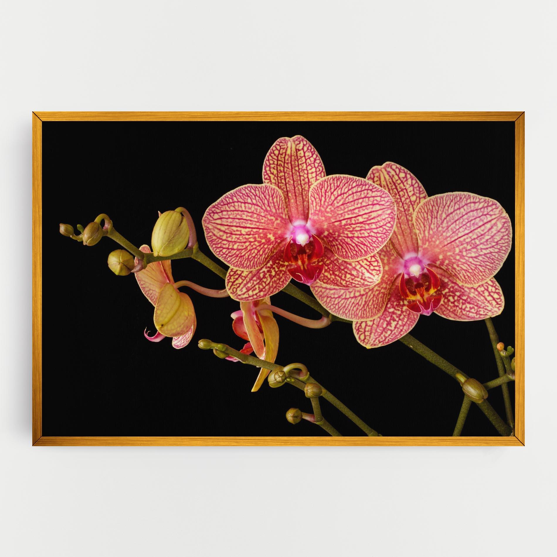 Leinwandbild Pink Orchids On Black mockup 0