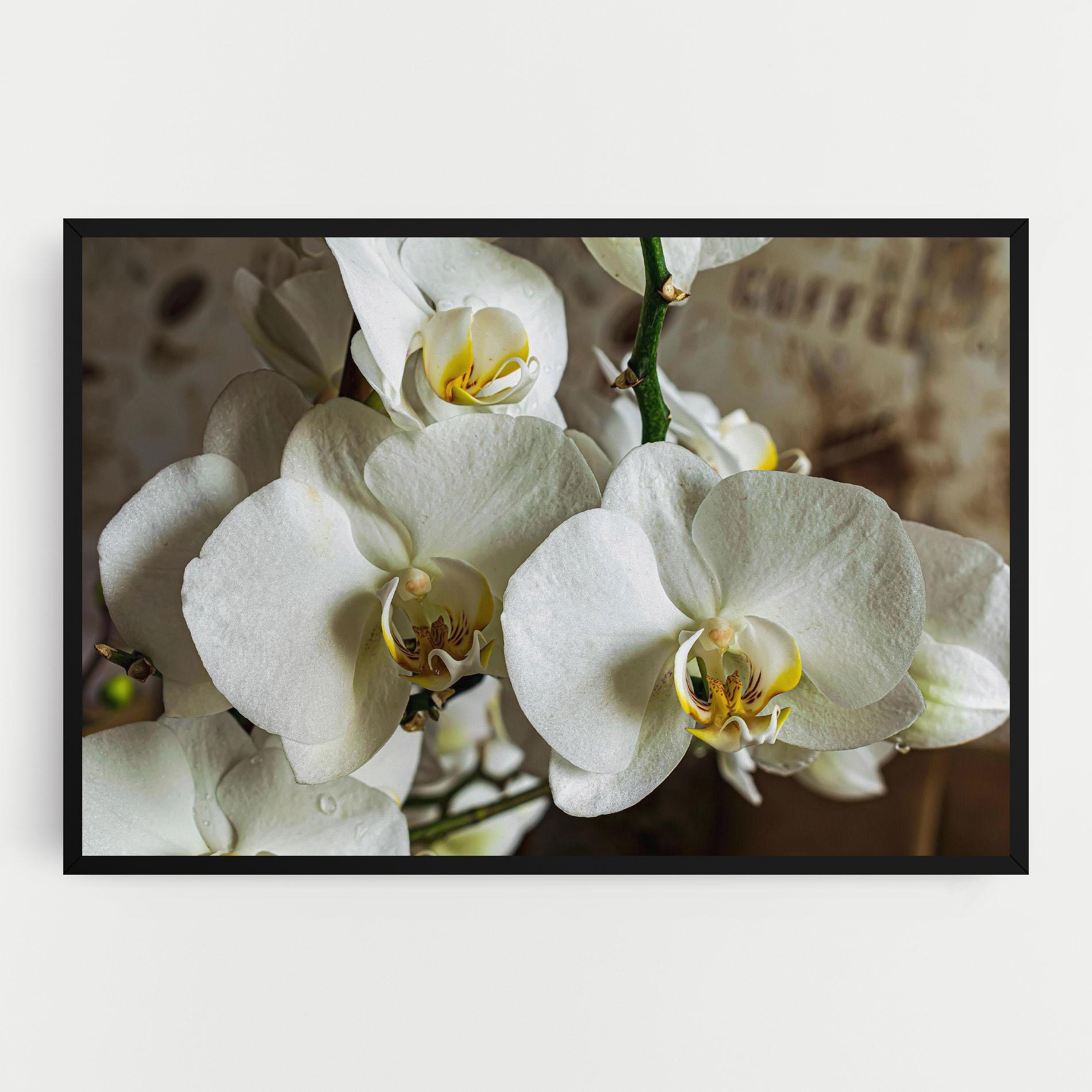 Leinwandbild Beautiful White Orchids mockup 0