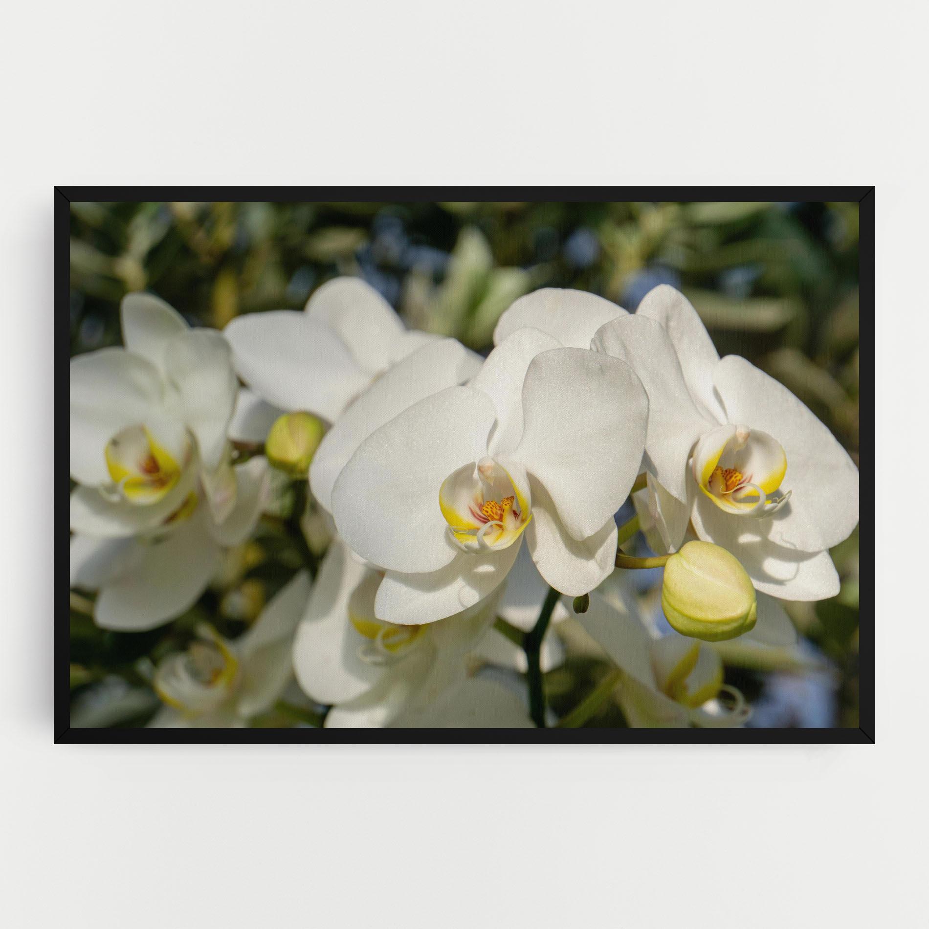 Leinwandbild Big Orchids In Nature mockup 0