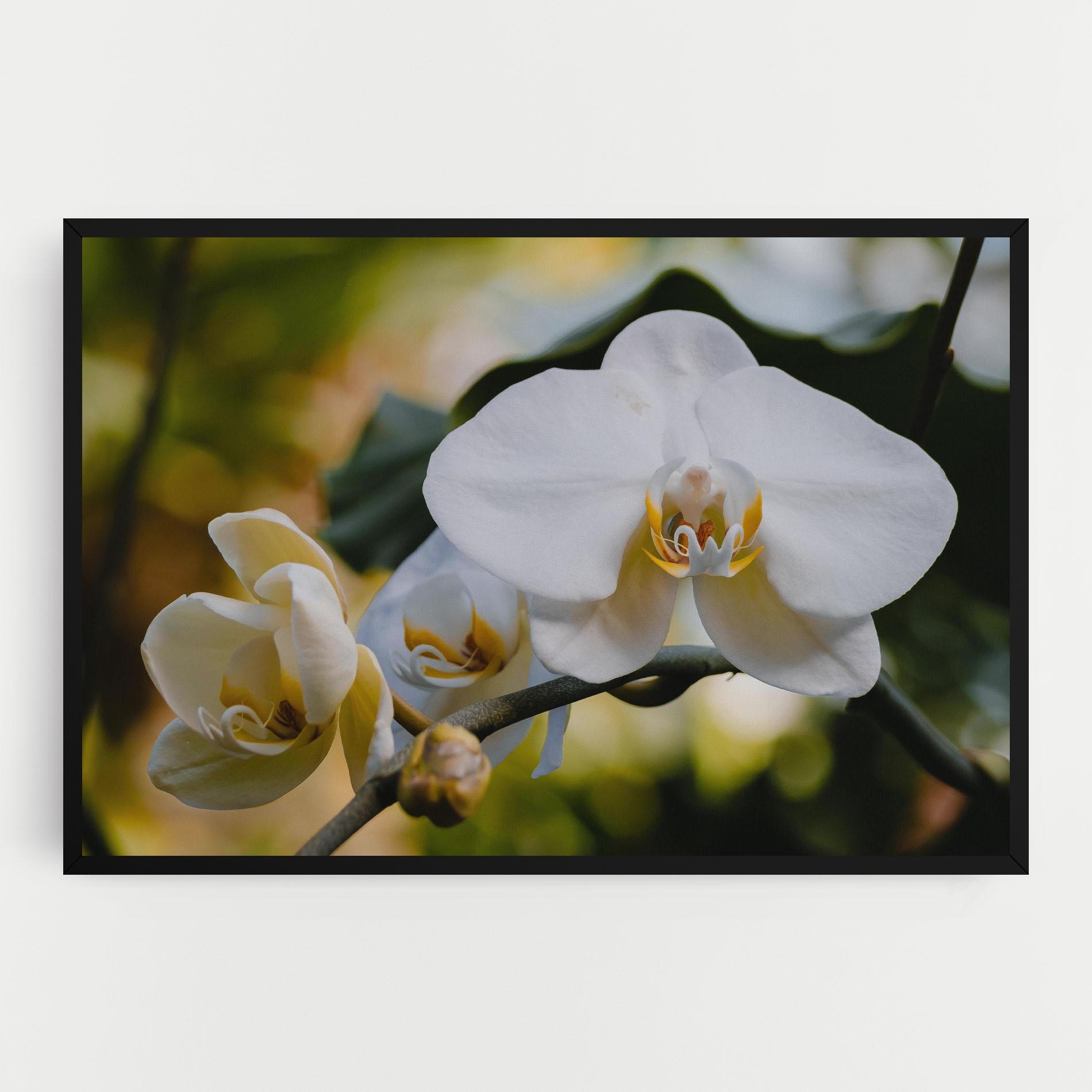 Leinwandbild Cream Orchid In Nature mockup 0