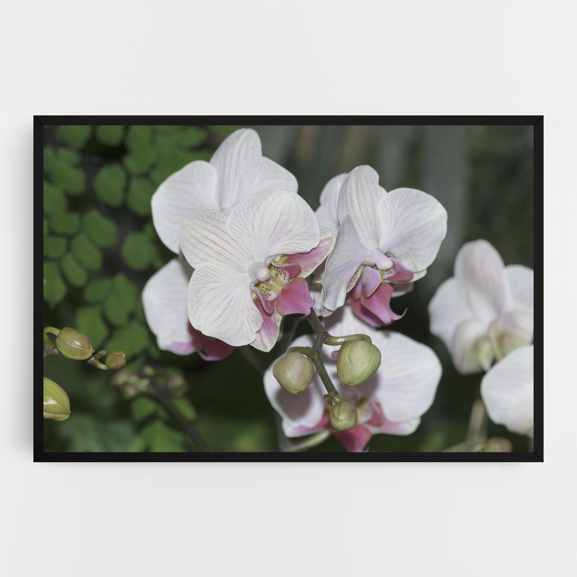 Leinwandbild Orchid Botanical Garden mockup 0