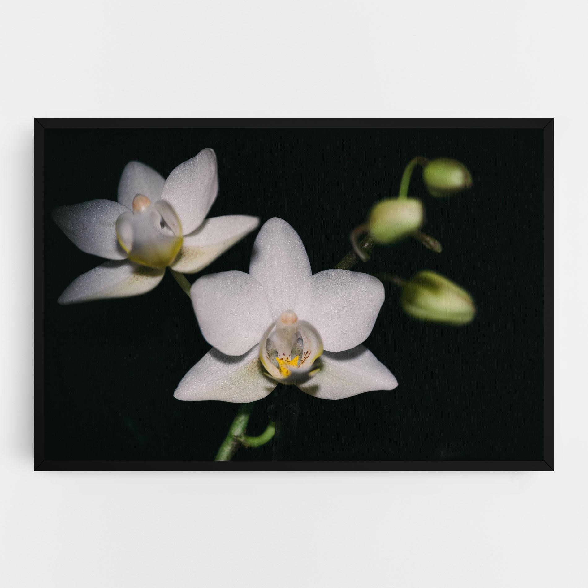 Leinwandbild Orchids On Black mockup 0