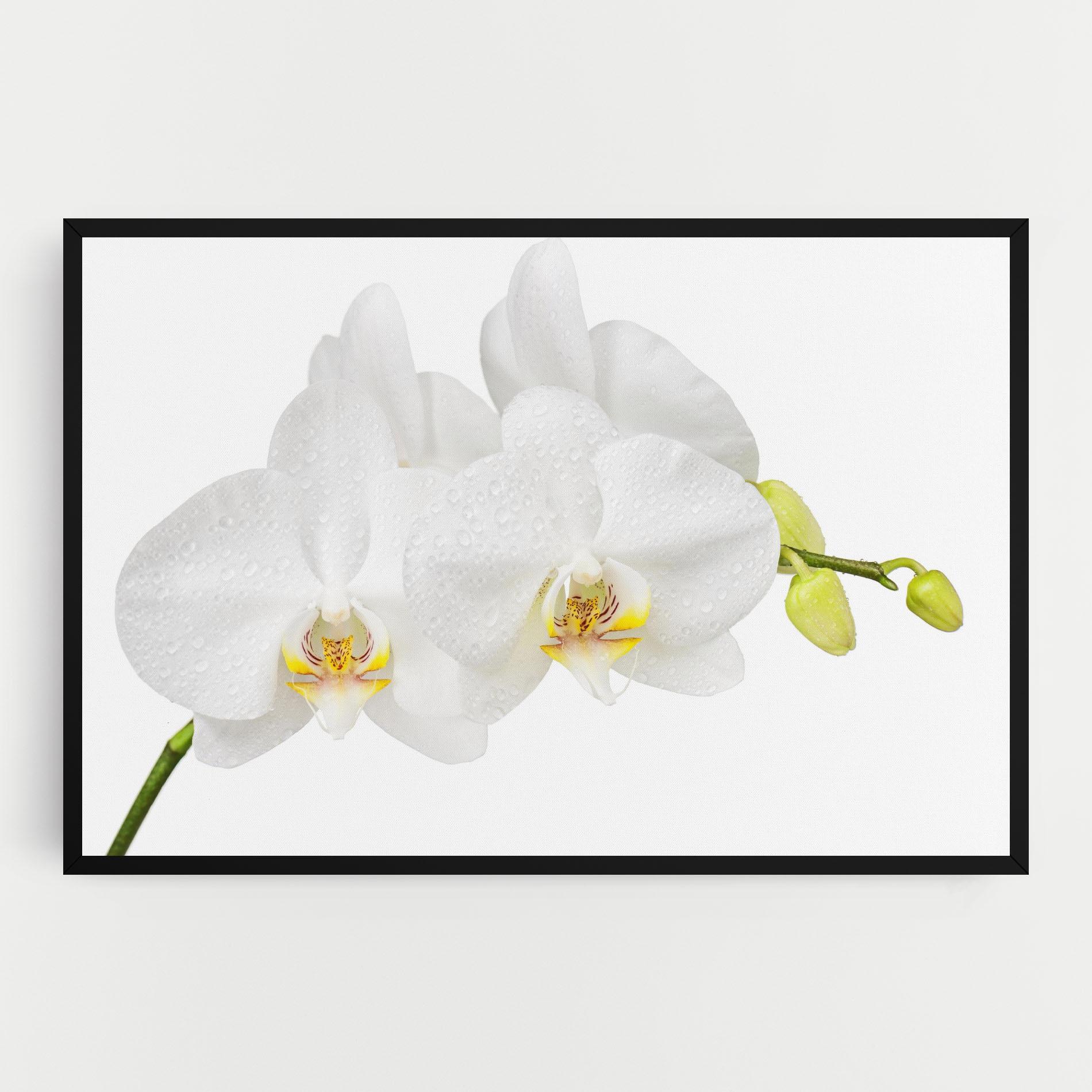 Leinwandbild Orchids On White mockup 0