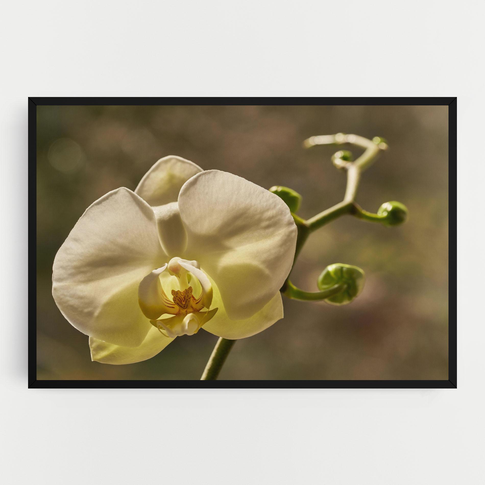 Leinwandbild Pastel Yellow Orchid In Garden mockup 0