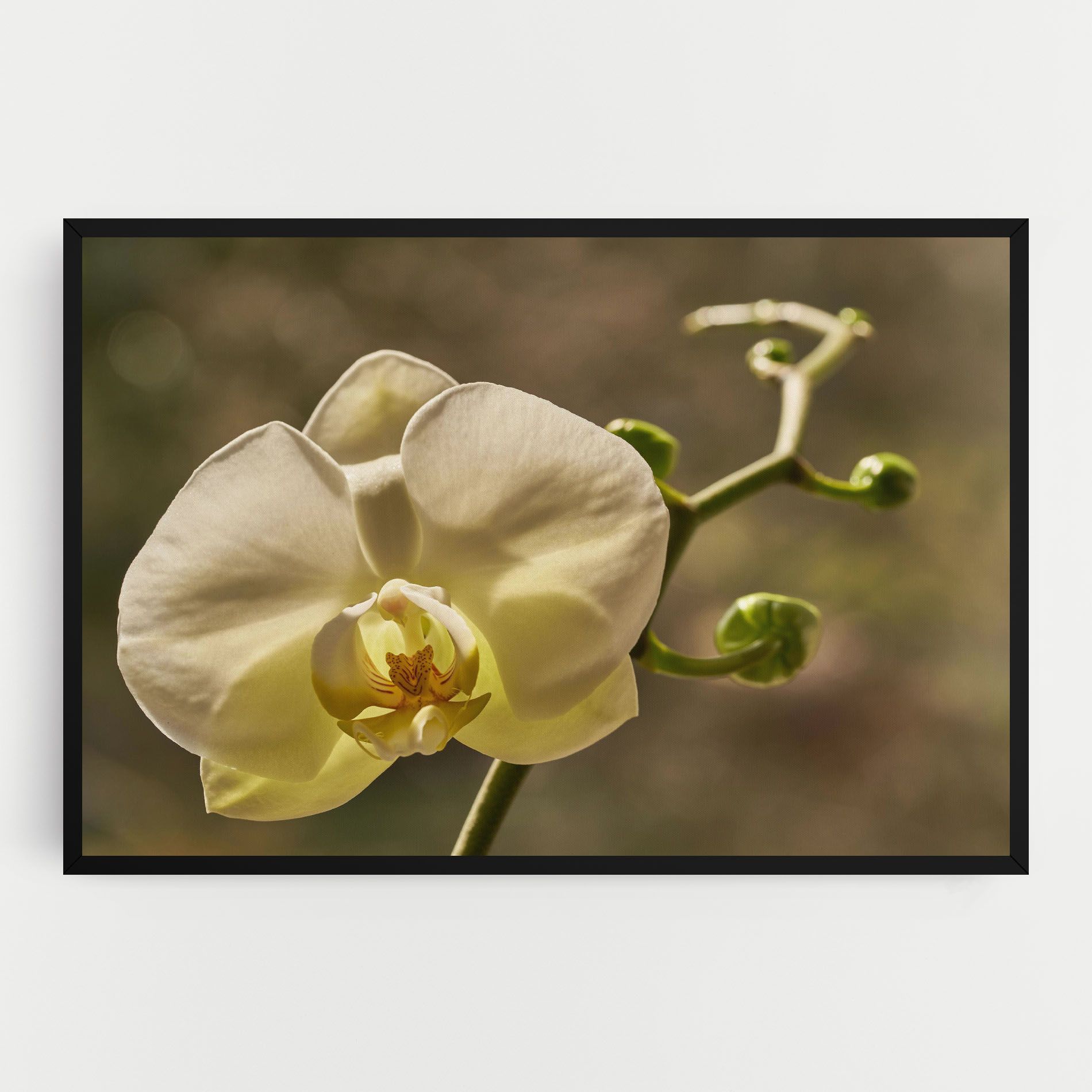Pastel Yellow Orchid In Garden mockup 0
