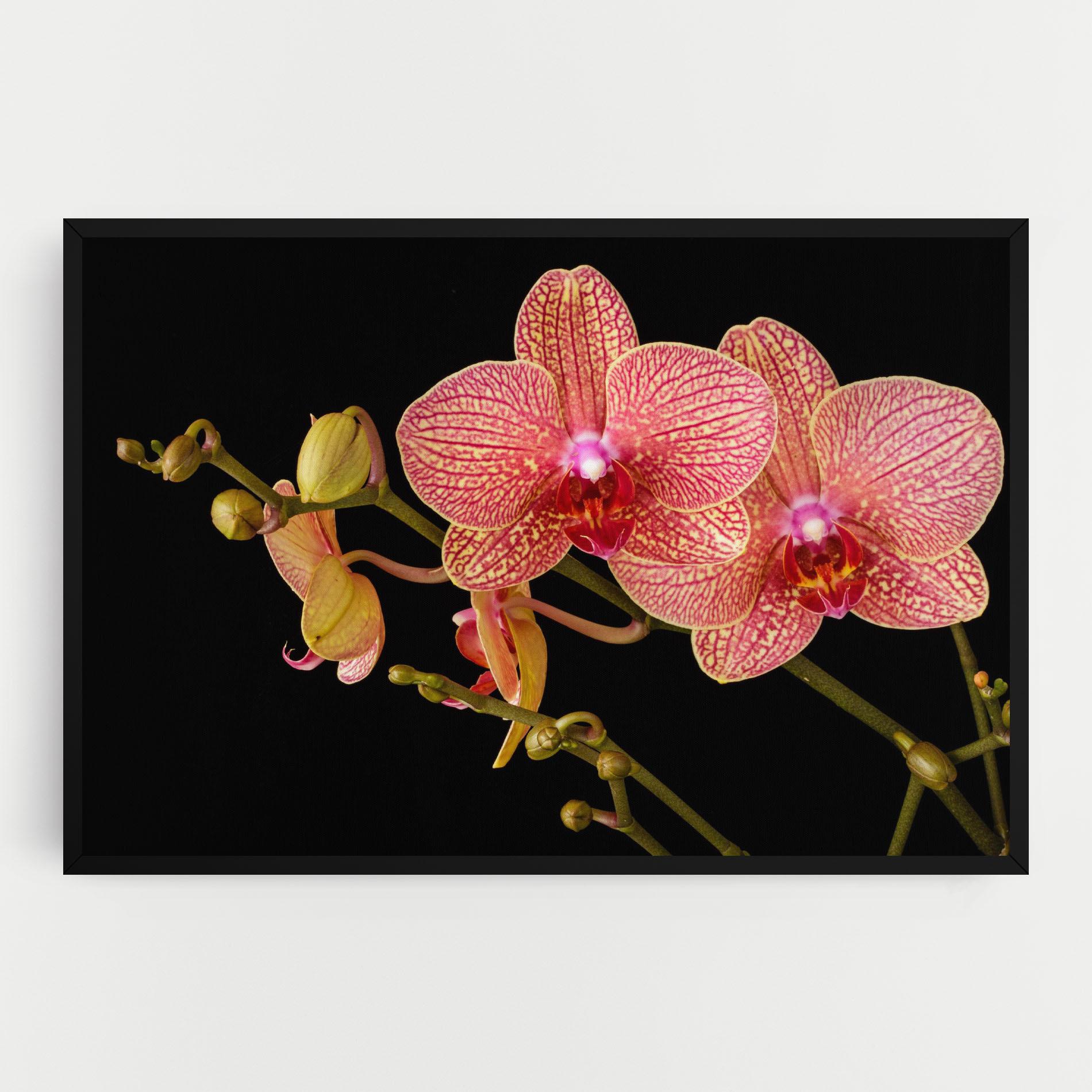 Leinwandbild Pink Orchids On Black mockup 0