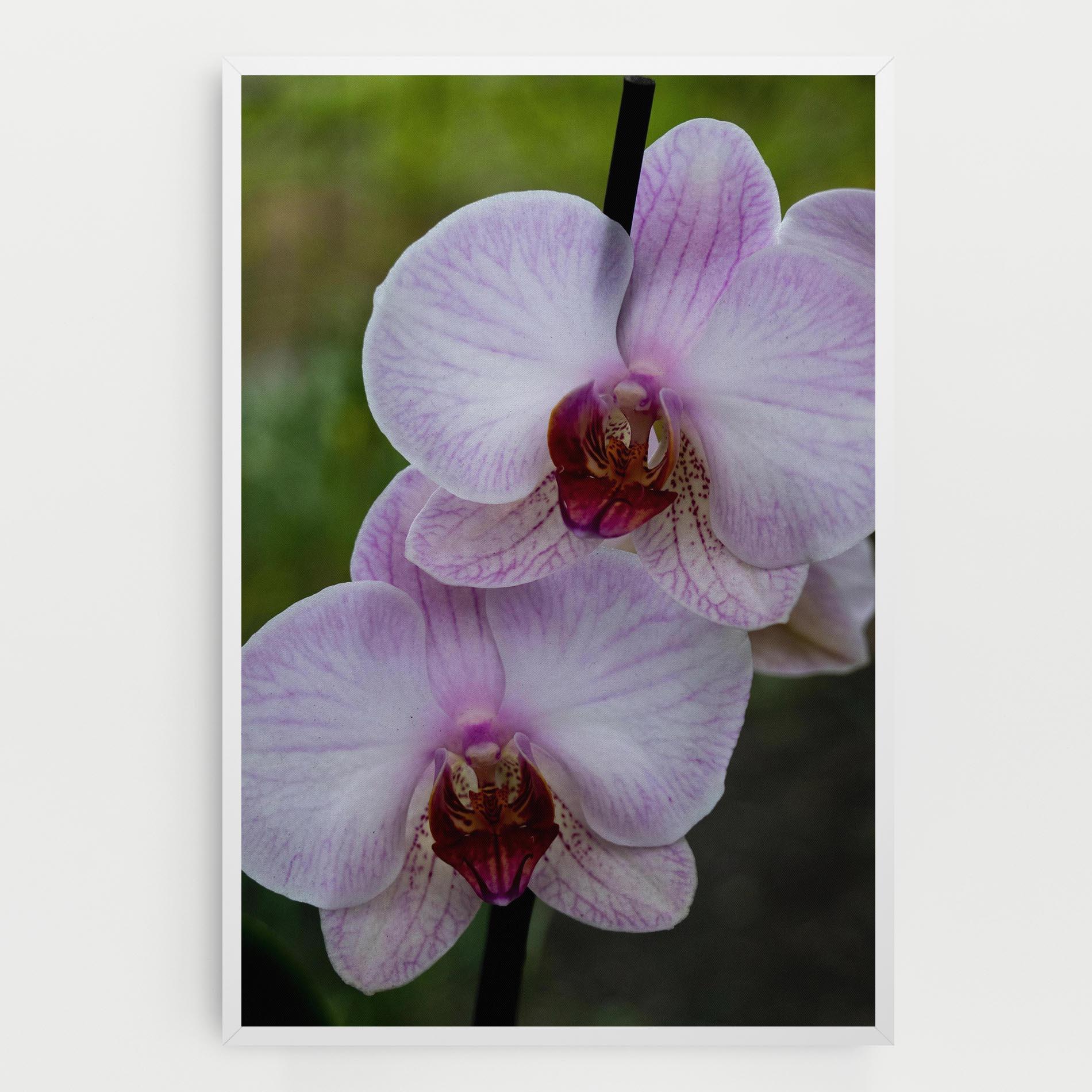 Leinwandbild Garden Light Purple Orchid mockup 0