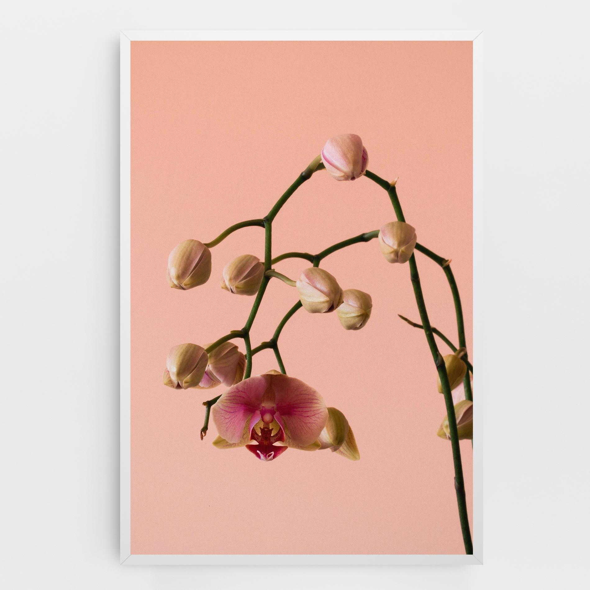 Leinwandbild Orchids On Pink mockup 0