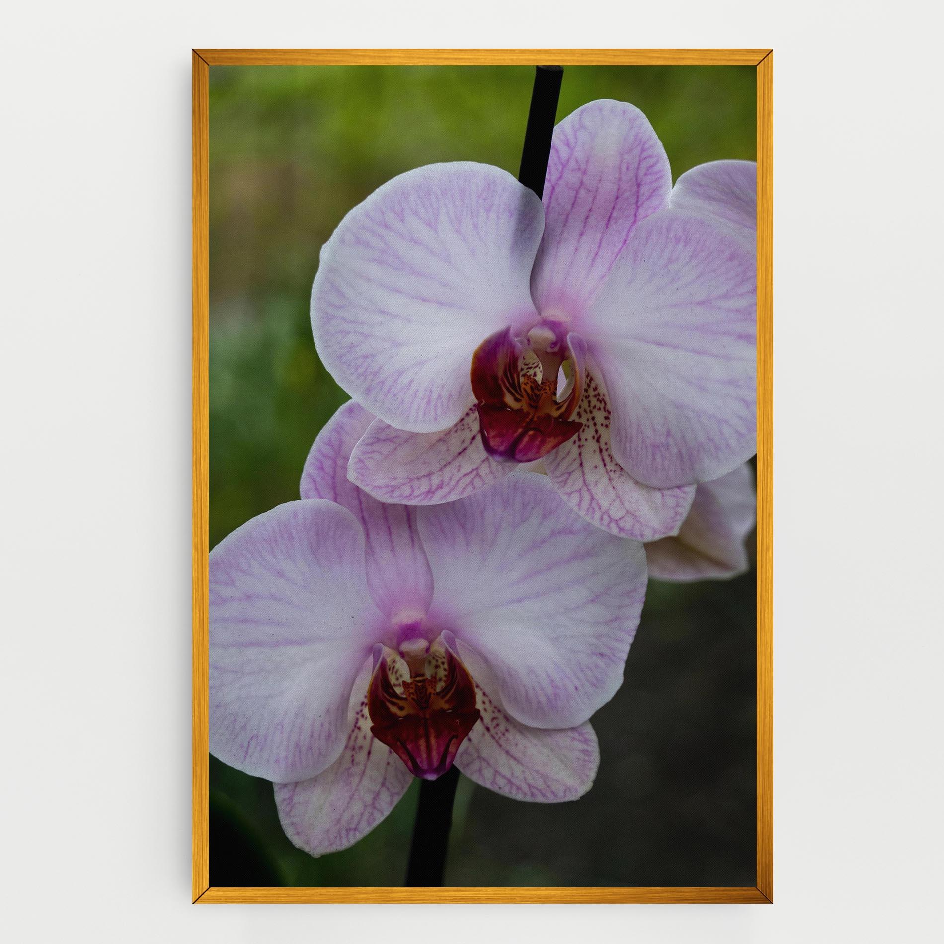 Leinwandbild Garden Light Purple Orchid mockup 0