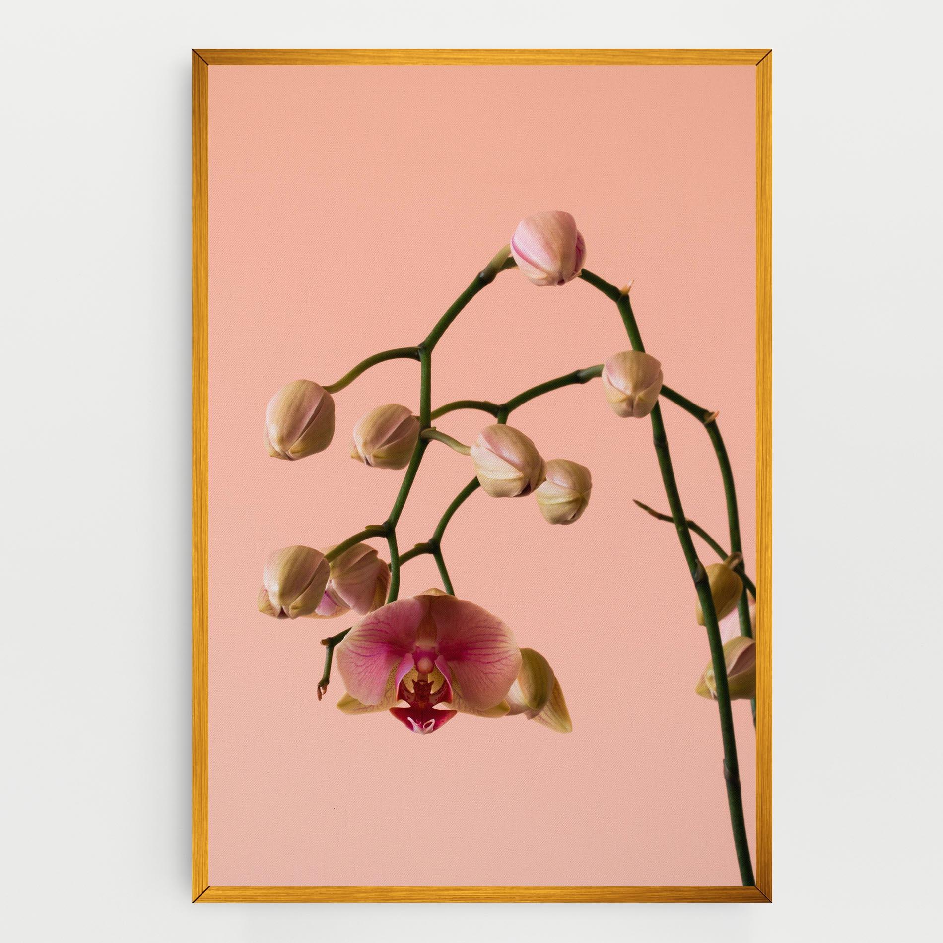 Leinwandbild Orchids On Pink mockup 0