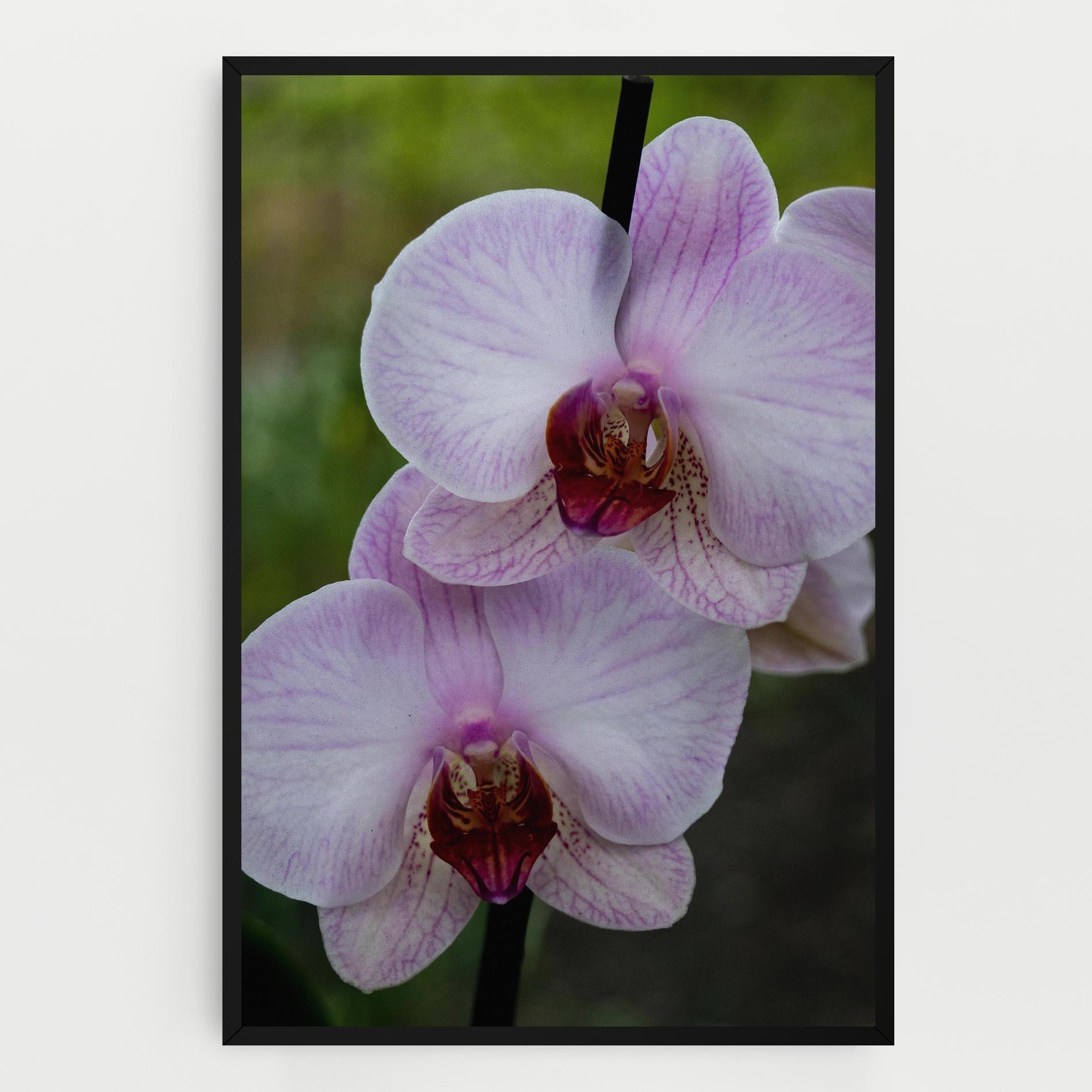 Leinwandbild Garden Light Purple Orchid mockup 0