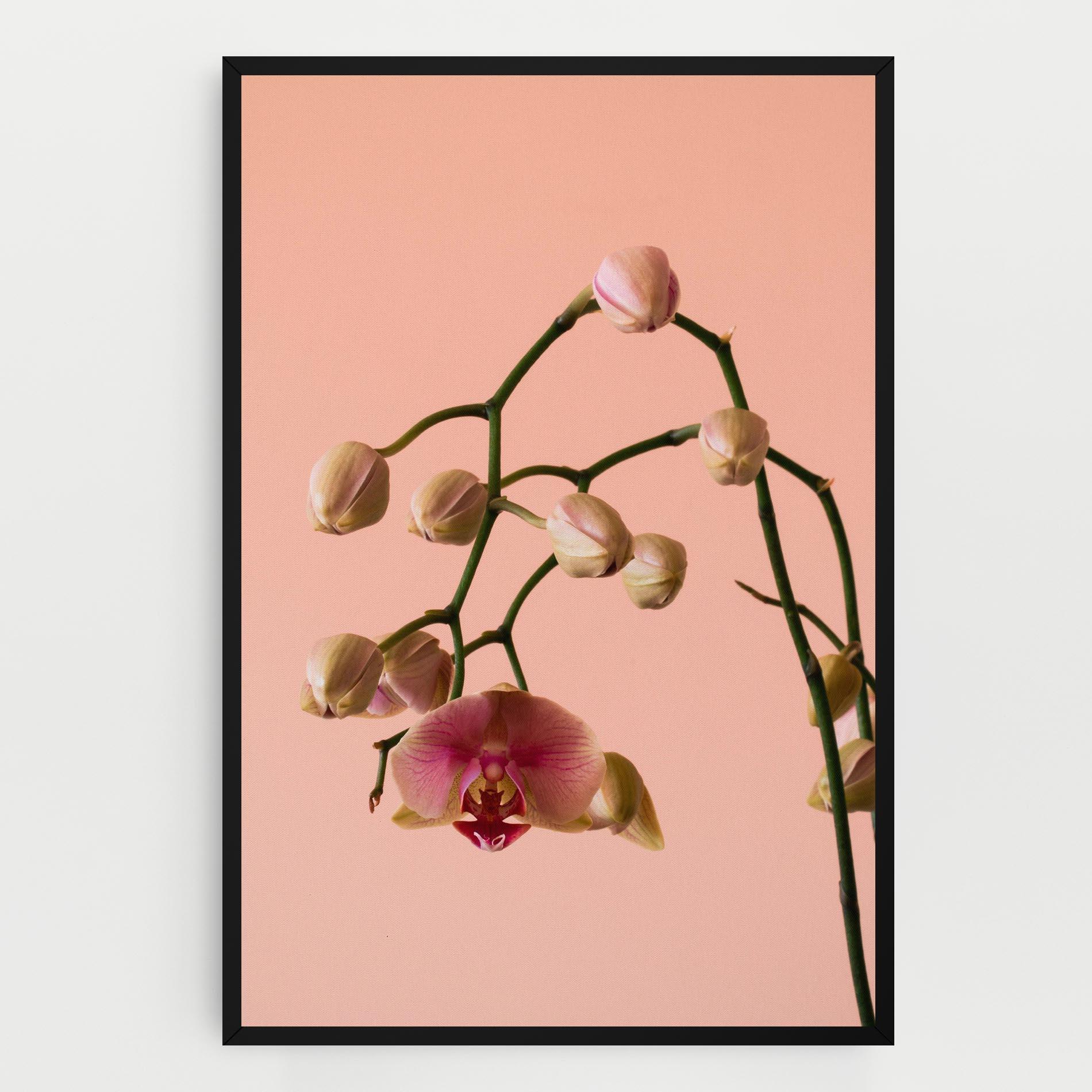 Leinwandbild Orchids On Pink mockup 0
