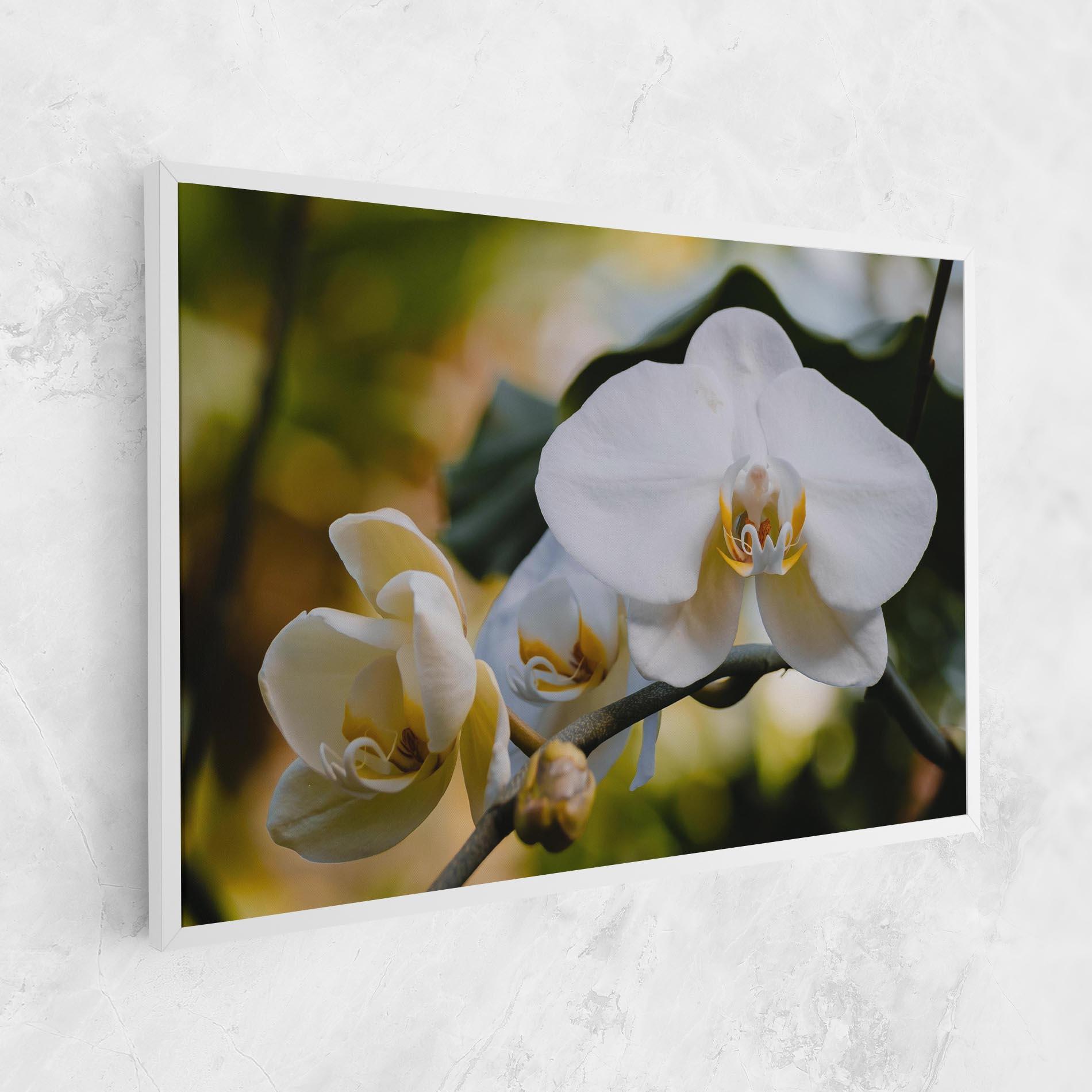Leinwandbild Cream Orchid In Nature mockup 1