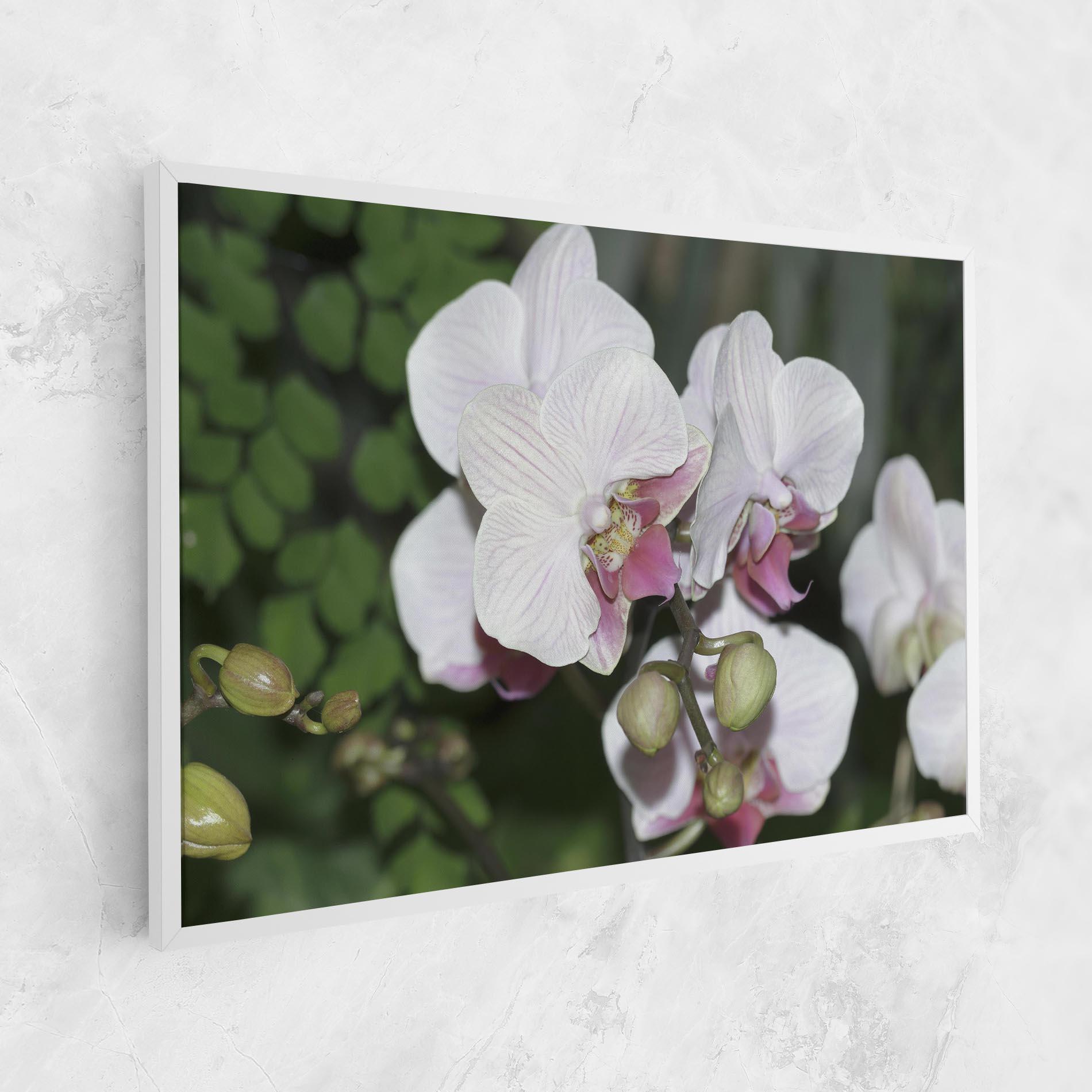 Leinwandbild Orchid Botanical Garden mockup 1
