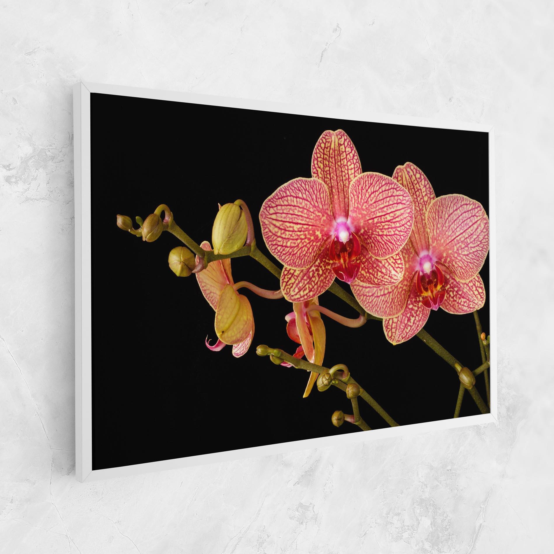 Leinwandbild Pink Orchids On Black mockup 1
