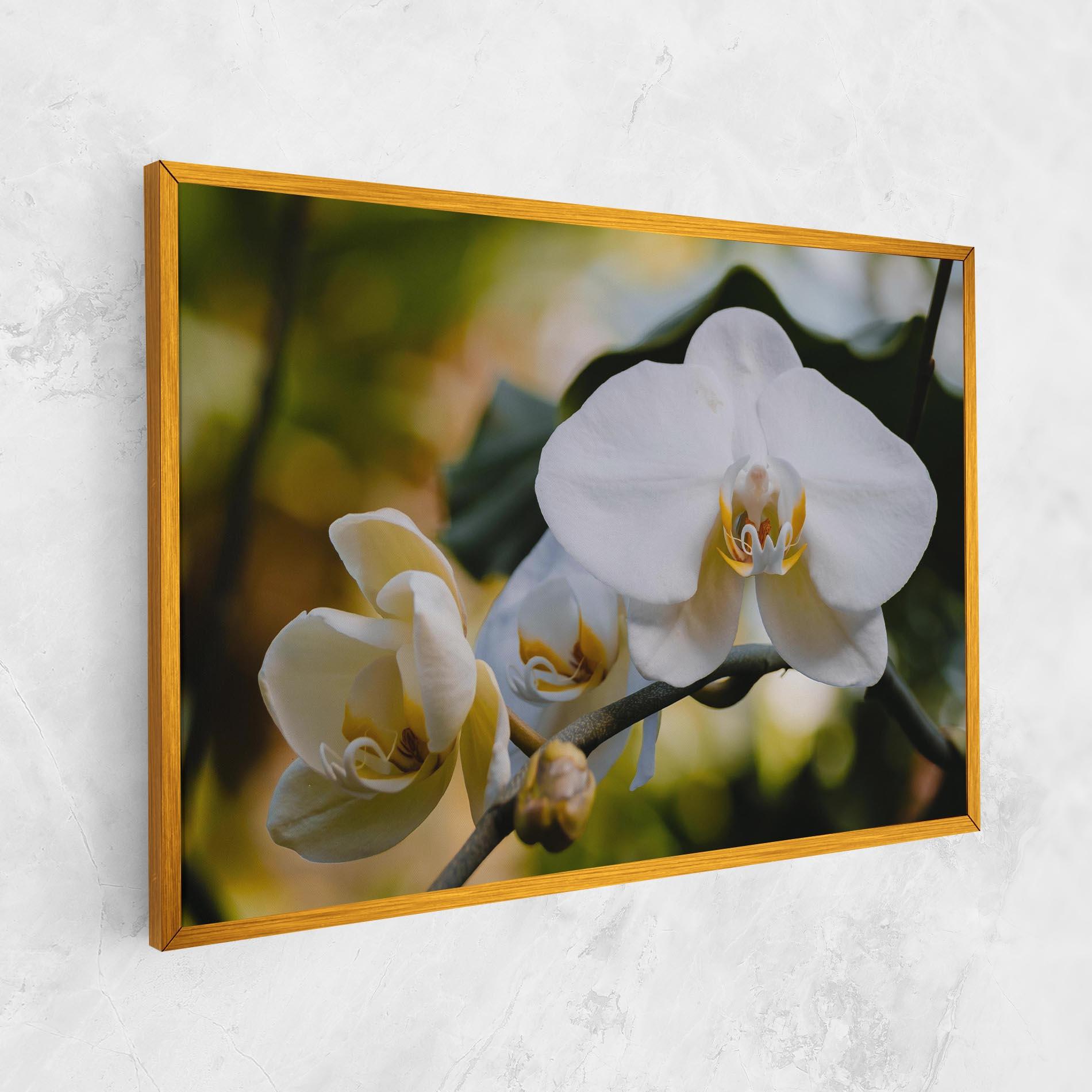 Leinwandbild Cream Orchid In Nature mockup 1