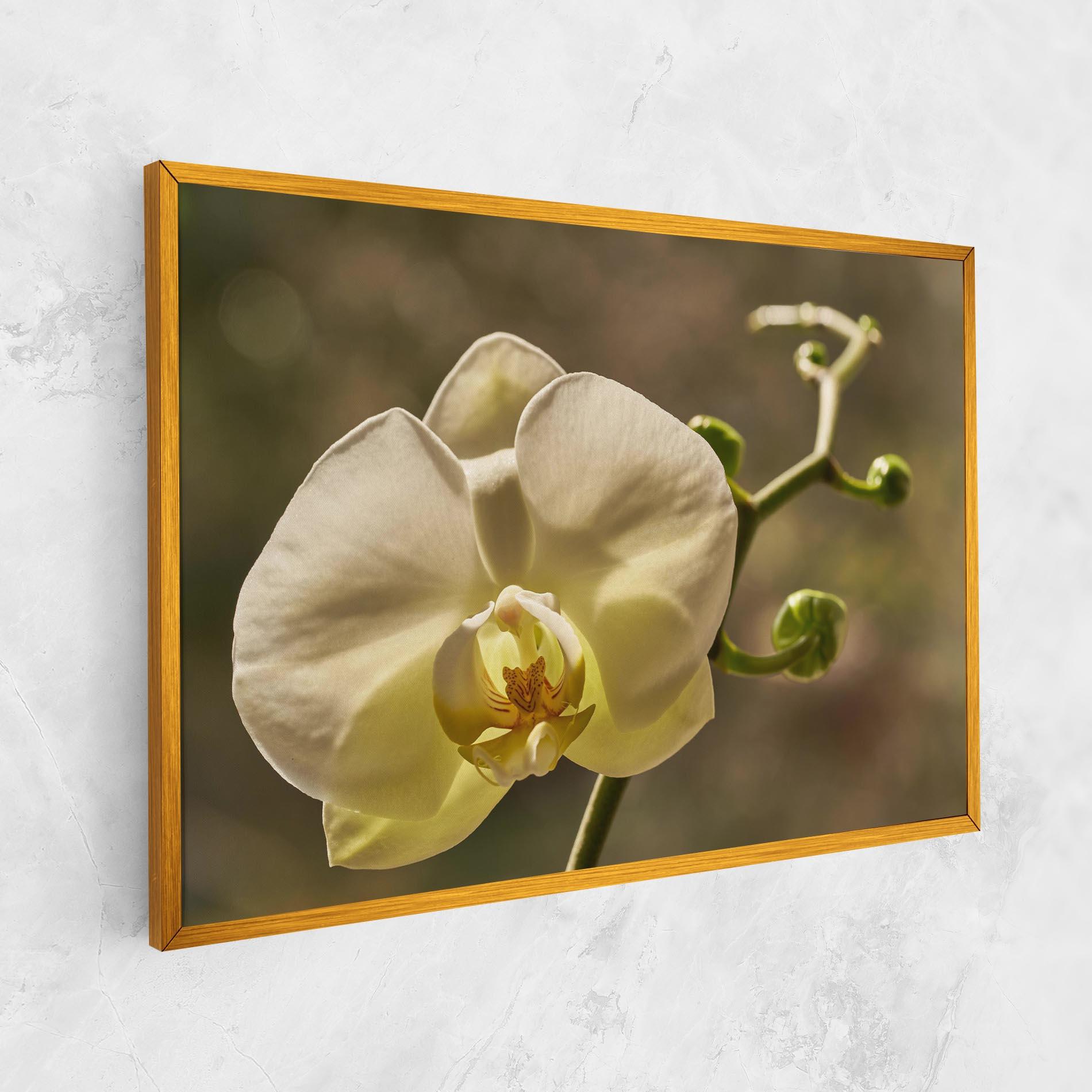 Leinwandbild Pastel Yellow Orchid In Garden mockup 1