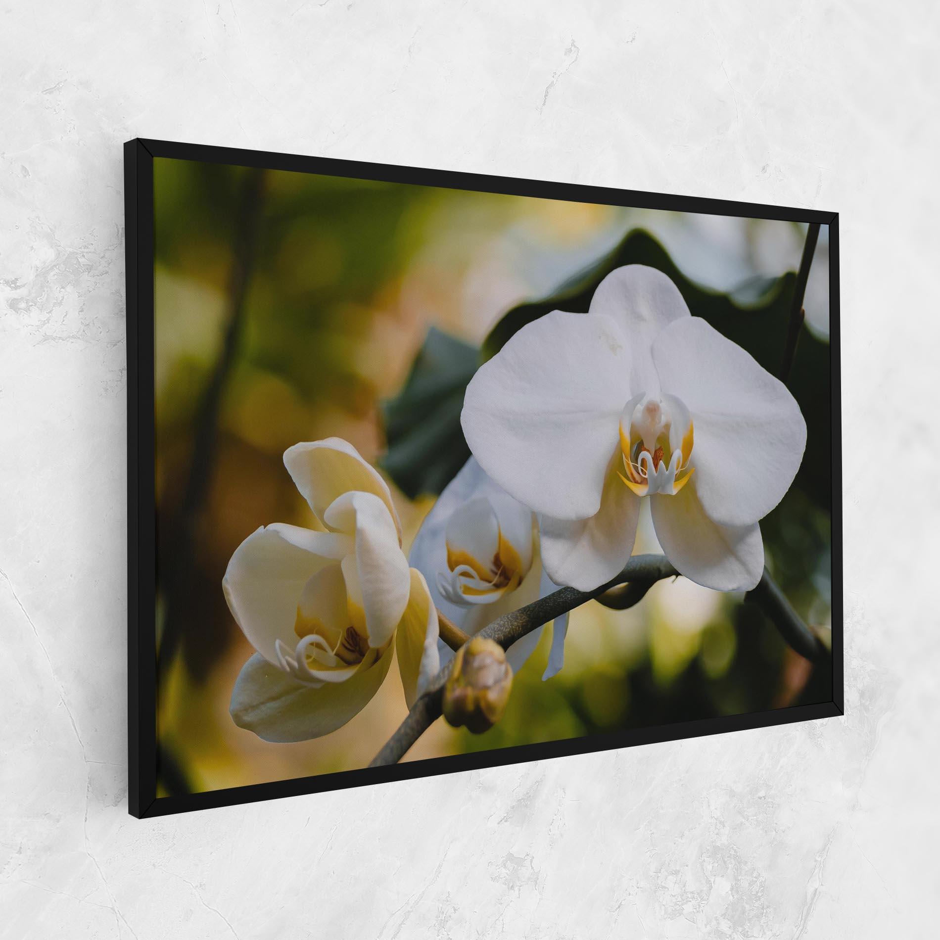 Leinwandbild Cream Orchid In Nature mockup 1