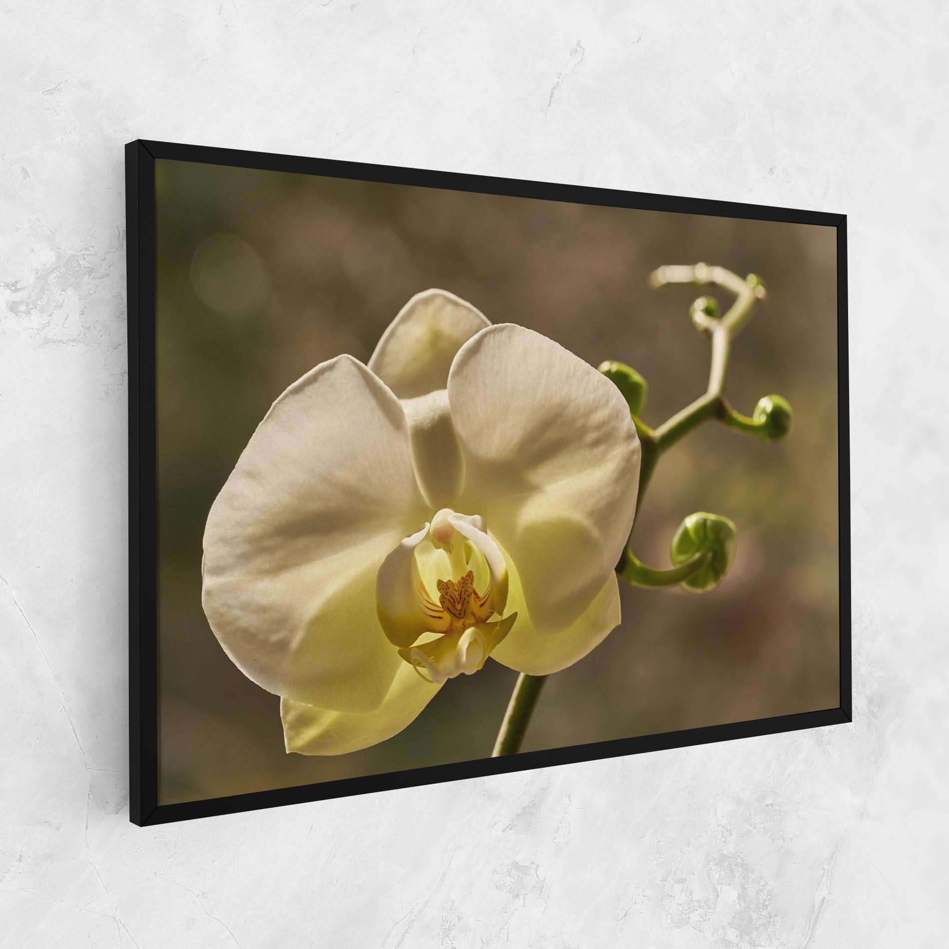 Leinwandbild Pastel Yellow Orchid In Garden mockup 1