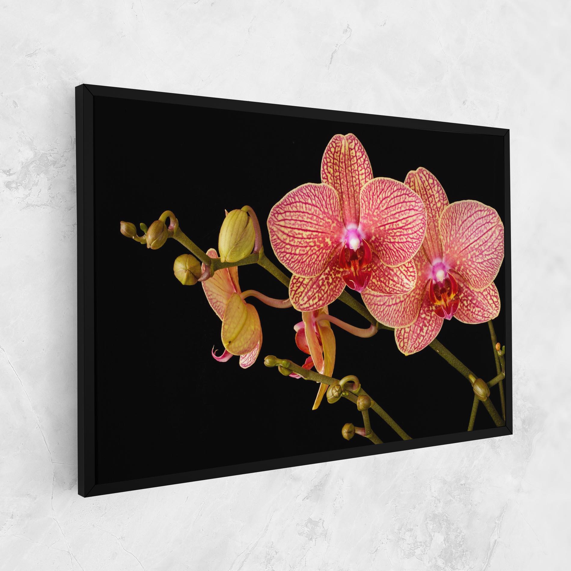 Leinwandbild Pink Orchids On Black mockup 1