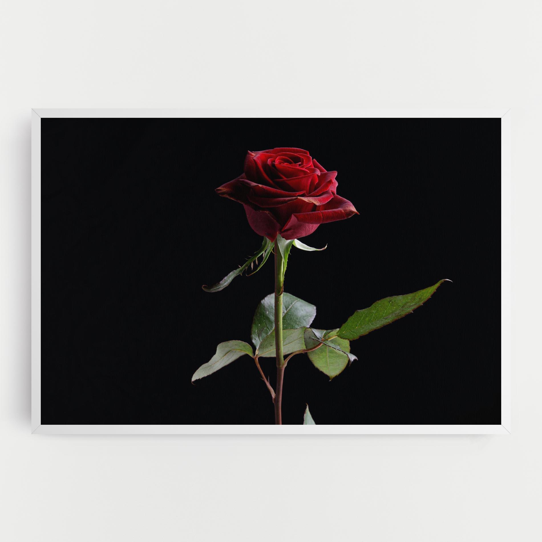 Leinwandbild Beautiful Red Rose mockup 0