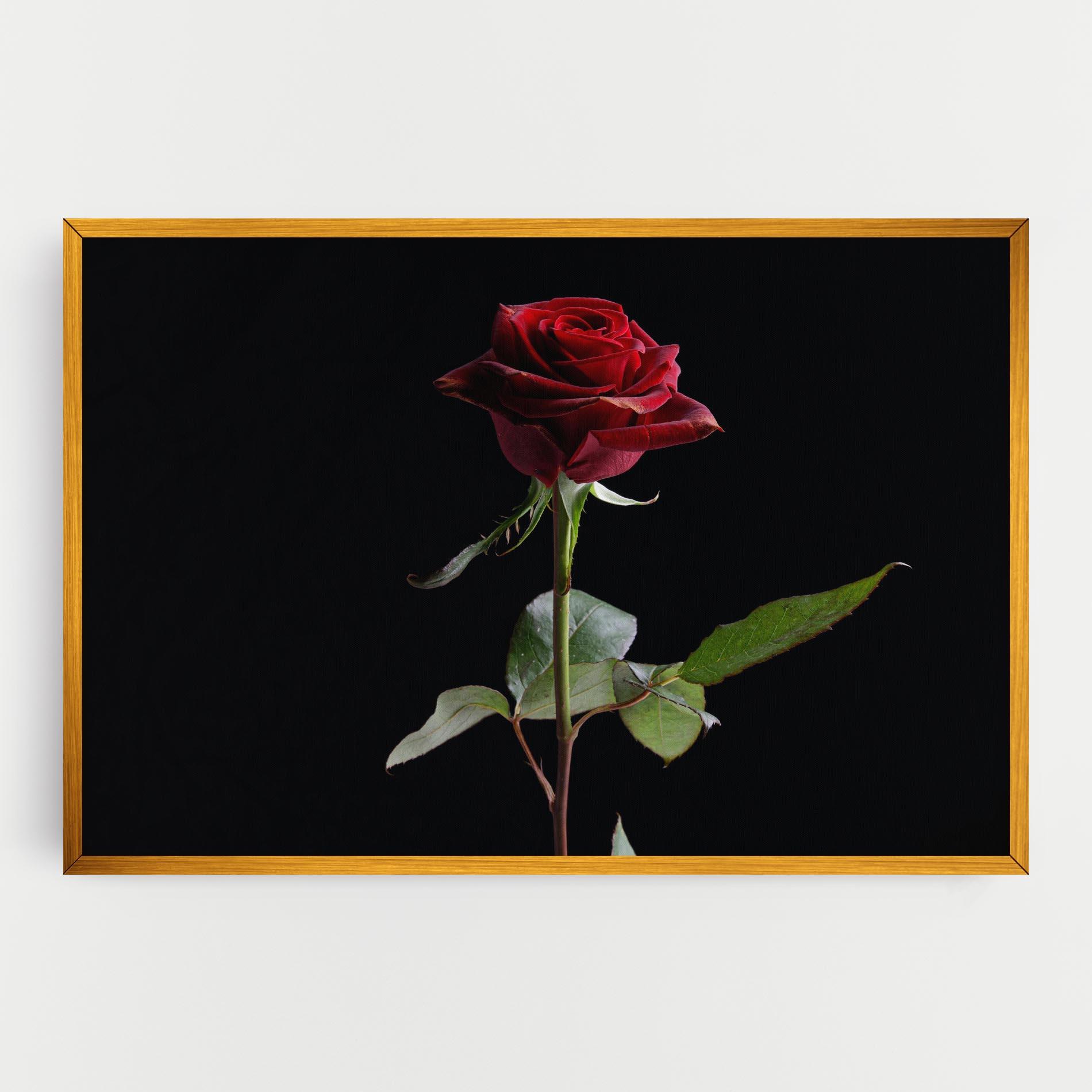Leinwandbild Beautiful Red Rose mockup 0