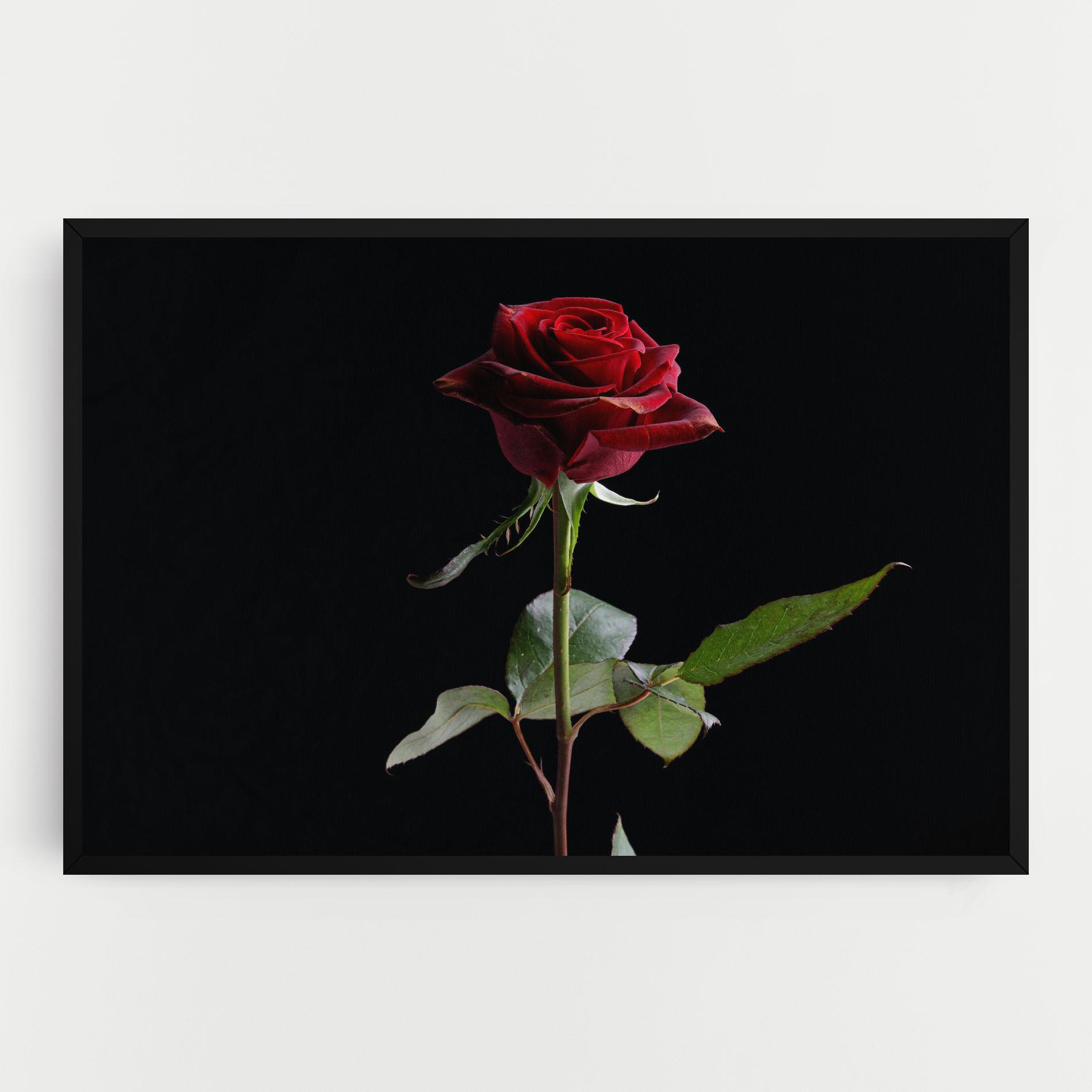 Leinwandbild Beautiful Red Rose mockup 0
