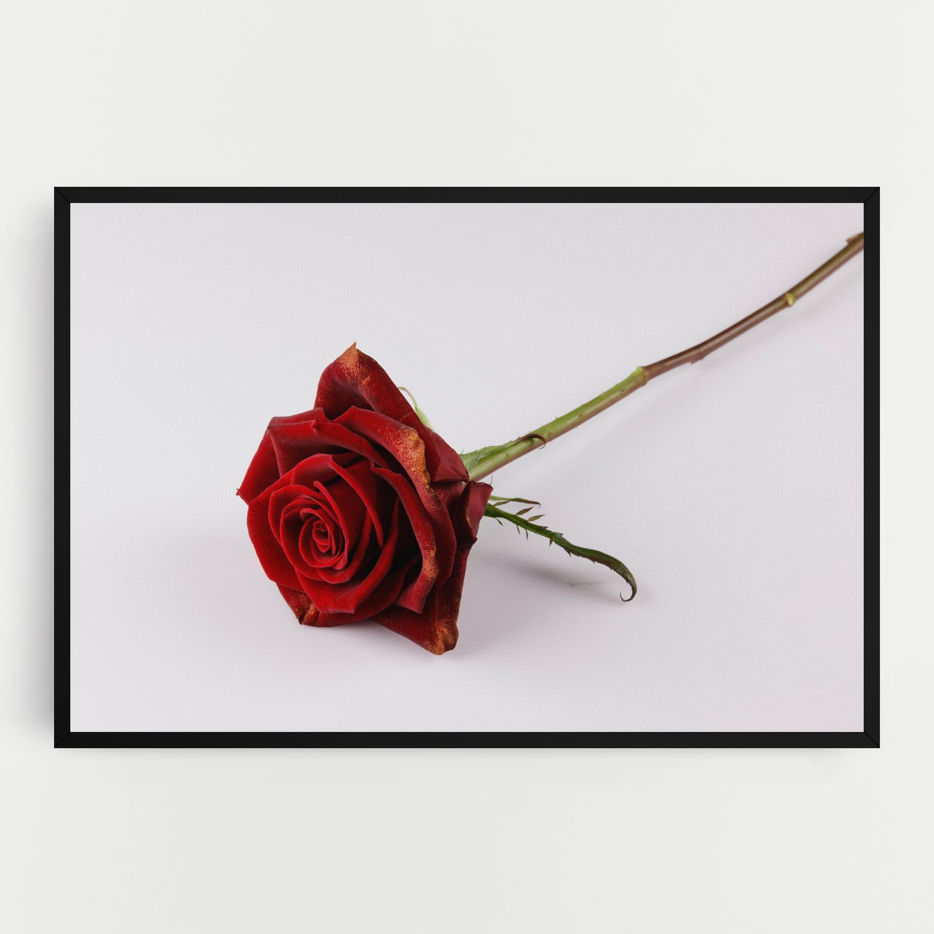Lonely Rose mockup 0