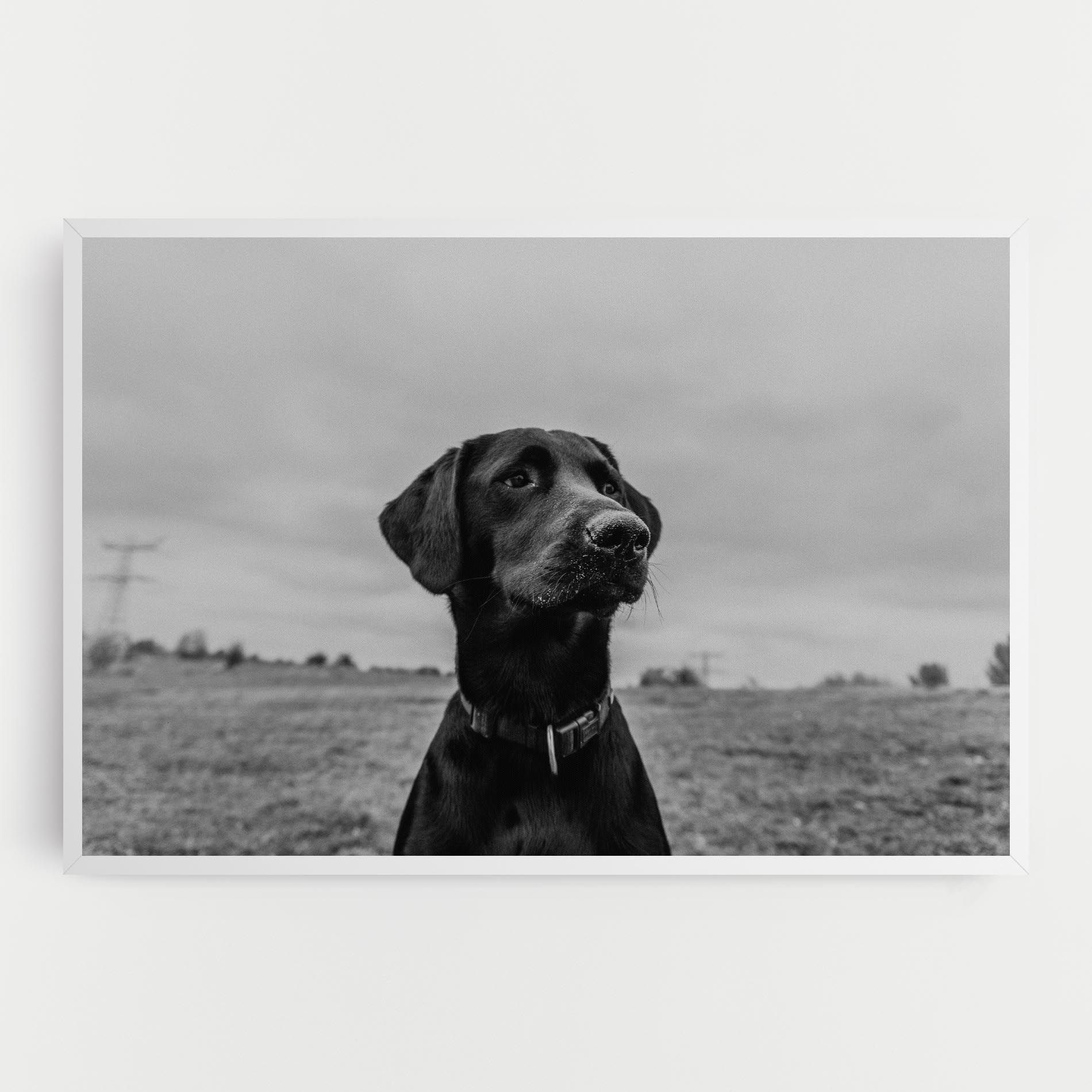 Black Dog mockup 0