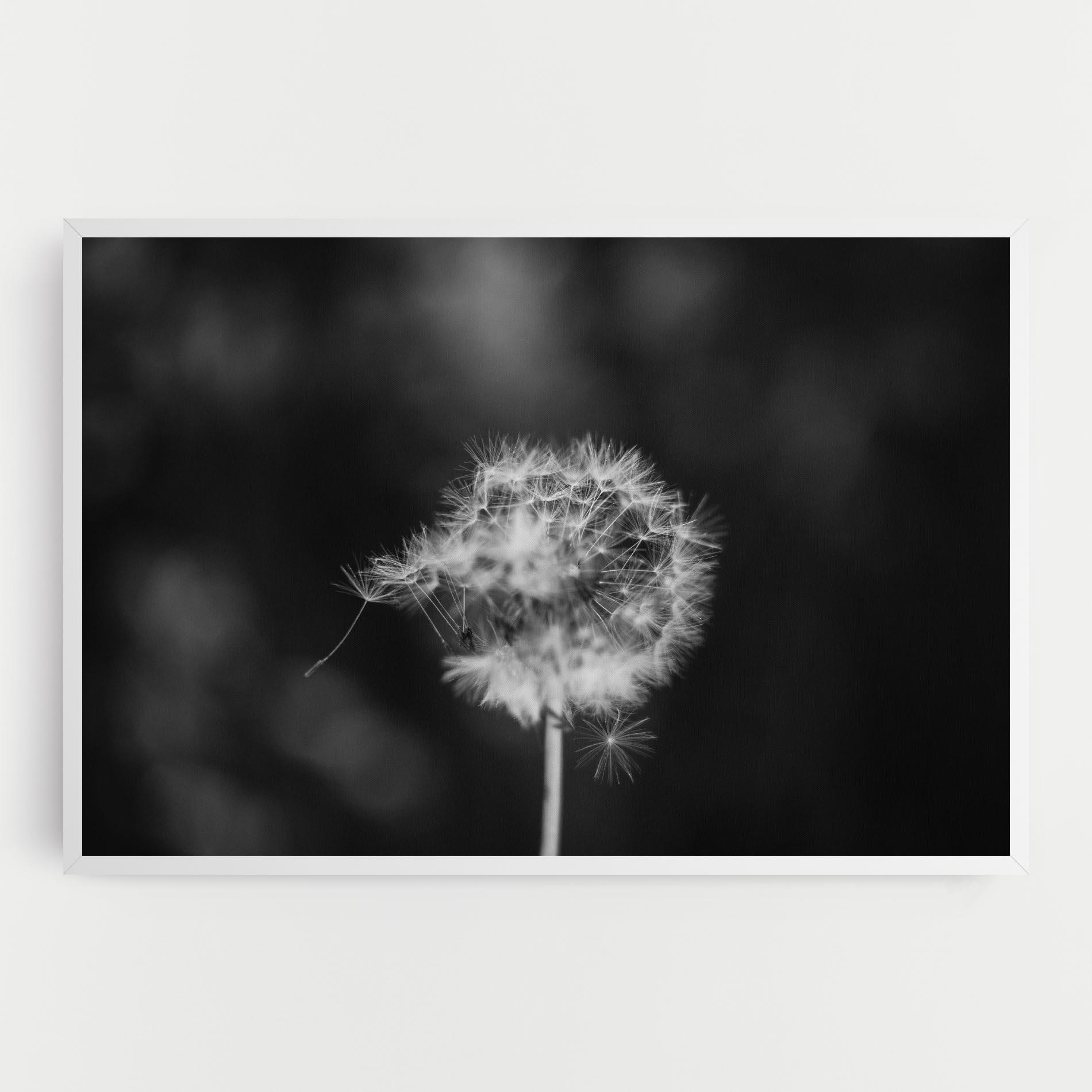 Leinwandbild Grey Dandelion mockup 0