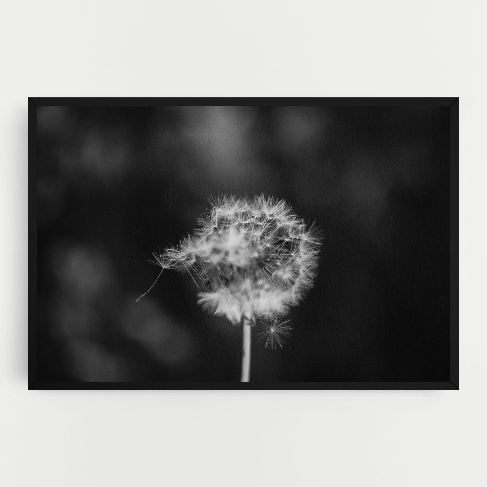 Leinwandbild Grey Dandelion mockup 0