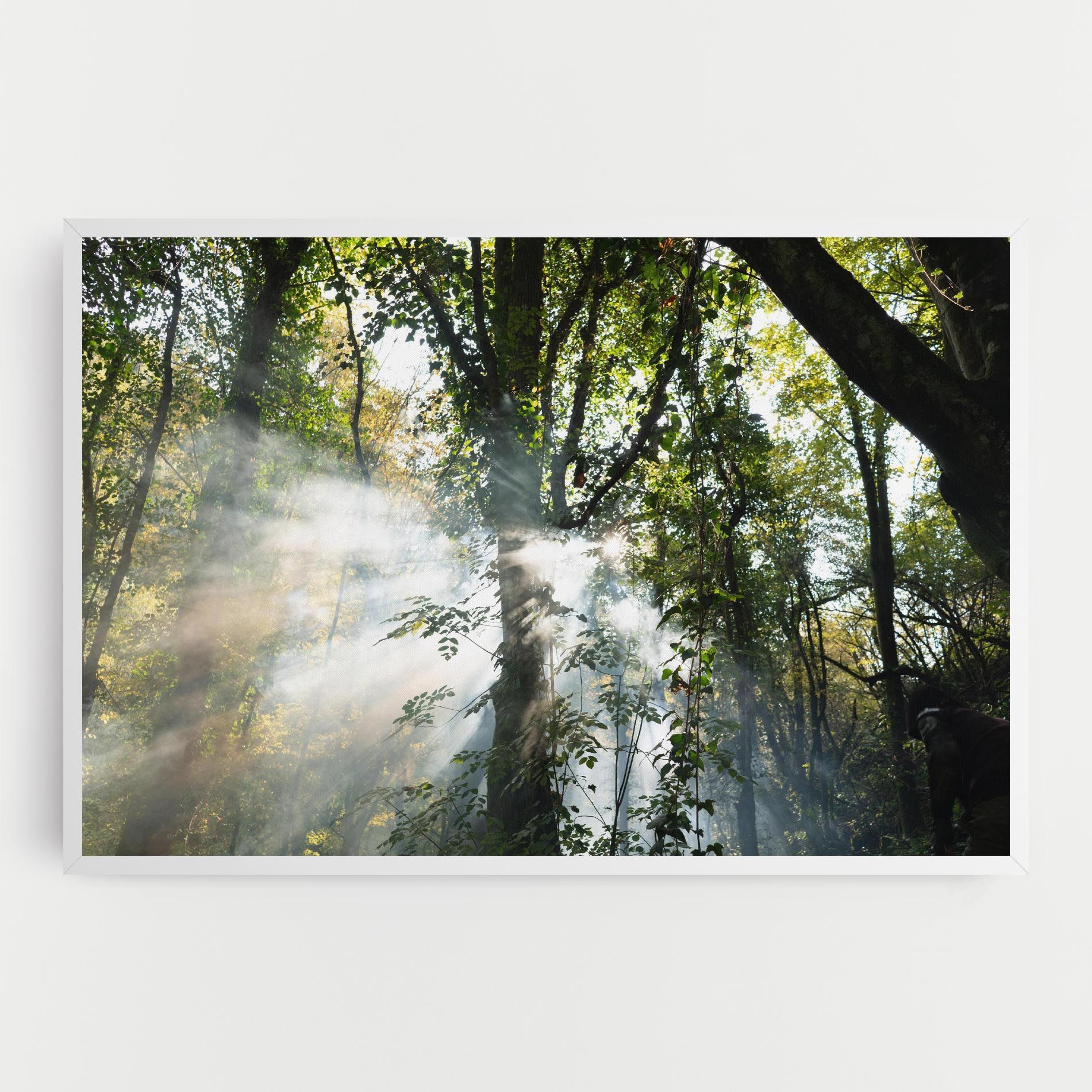 Foggy Light Forest mockup 0