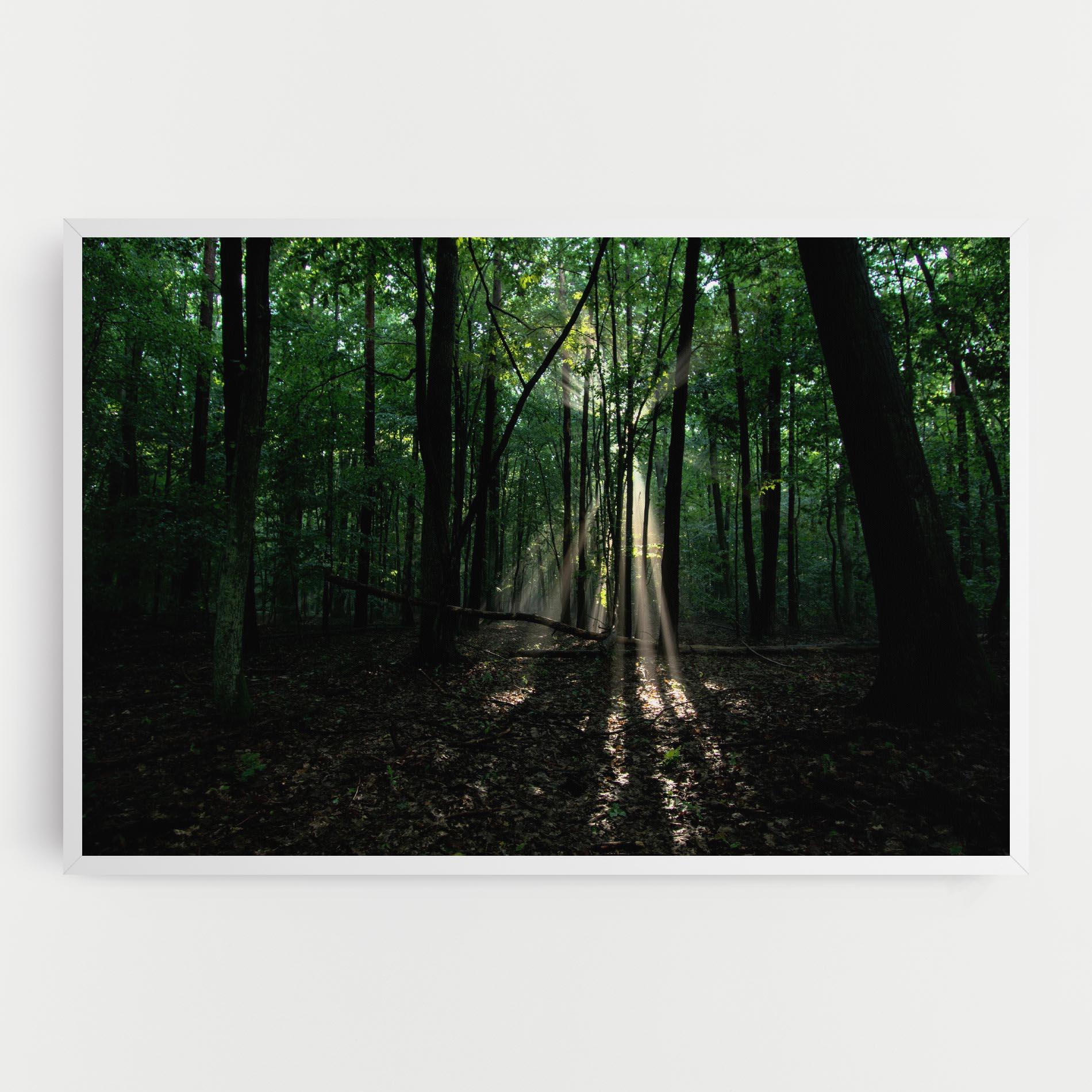 Leinwandbild Forest Sun Light mockup 0