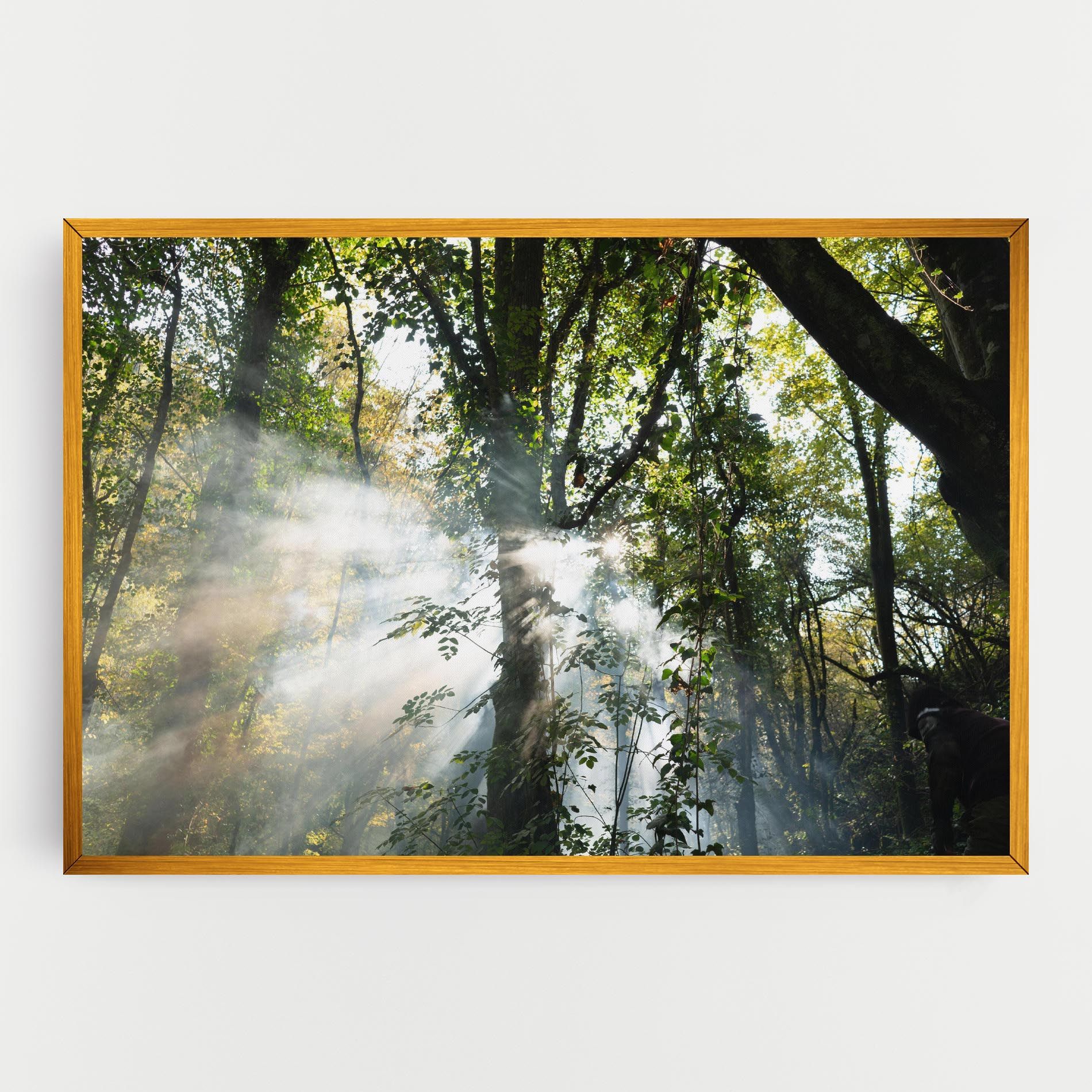Foggy Light Forest mockup 0