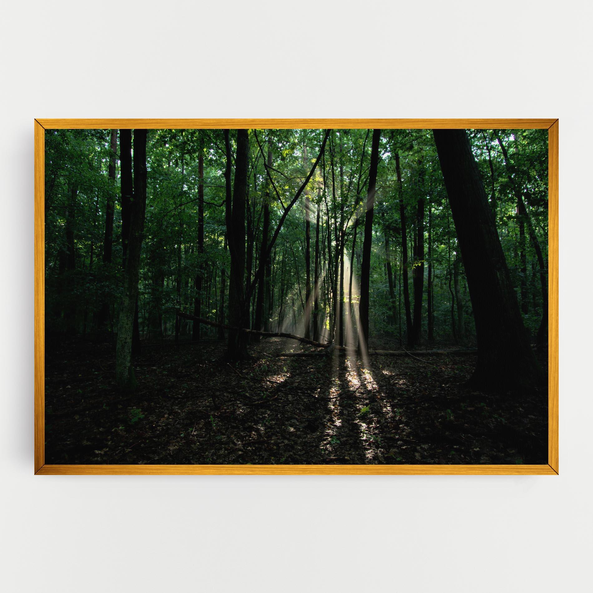 Leinwandbild Forest Sun Light mockup 0
