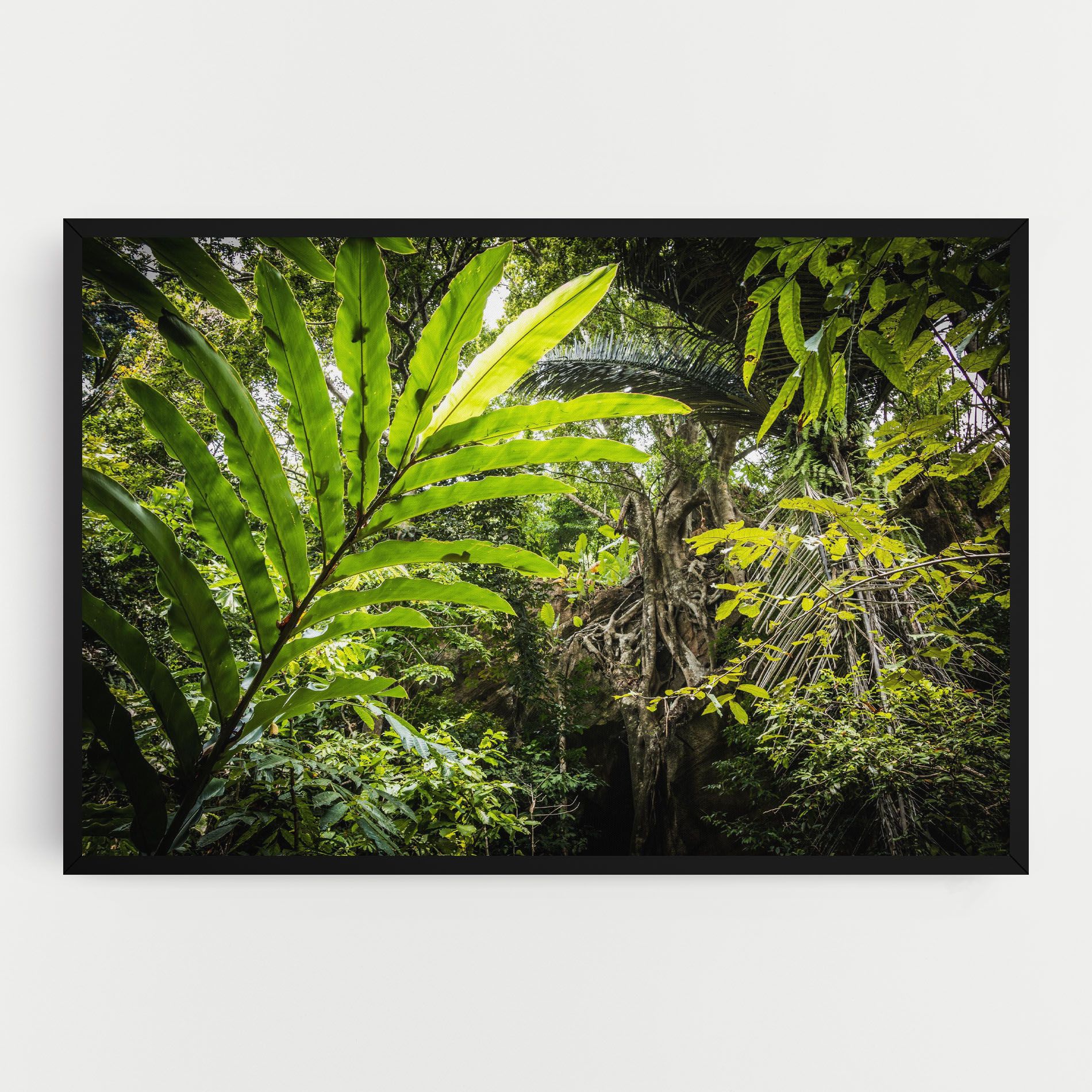 Big Leaf Forest mockup 0