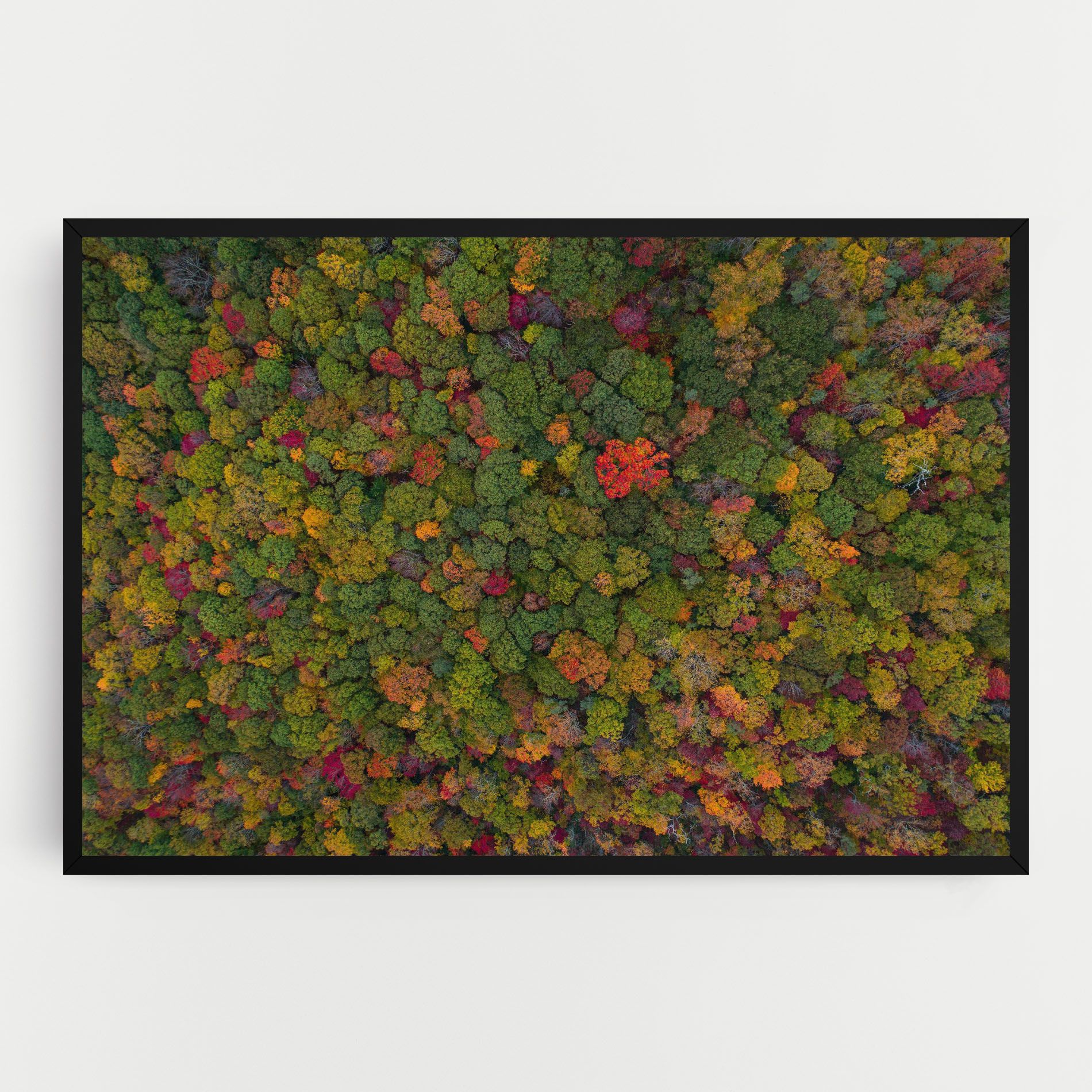 Color Mix Forest mockup 0