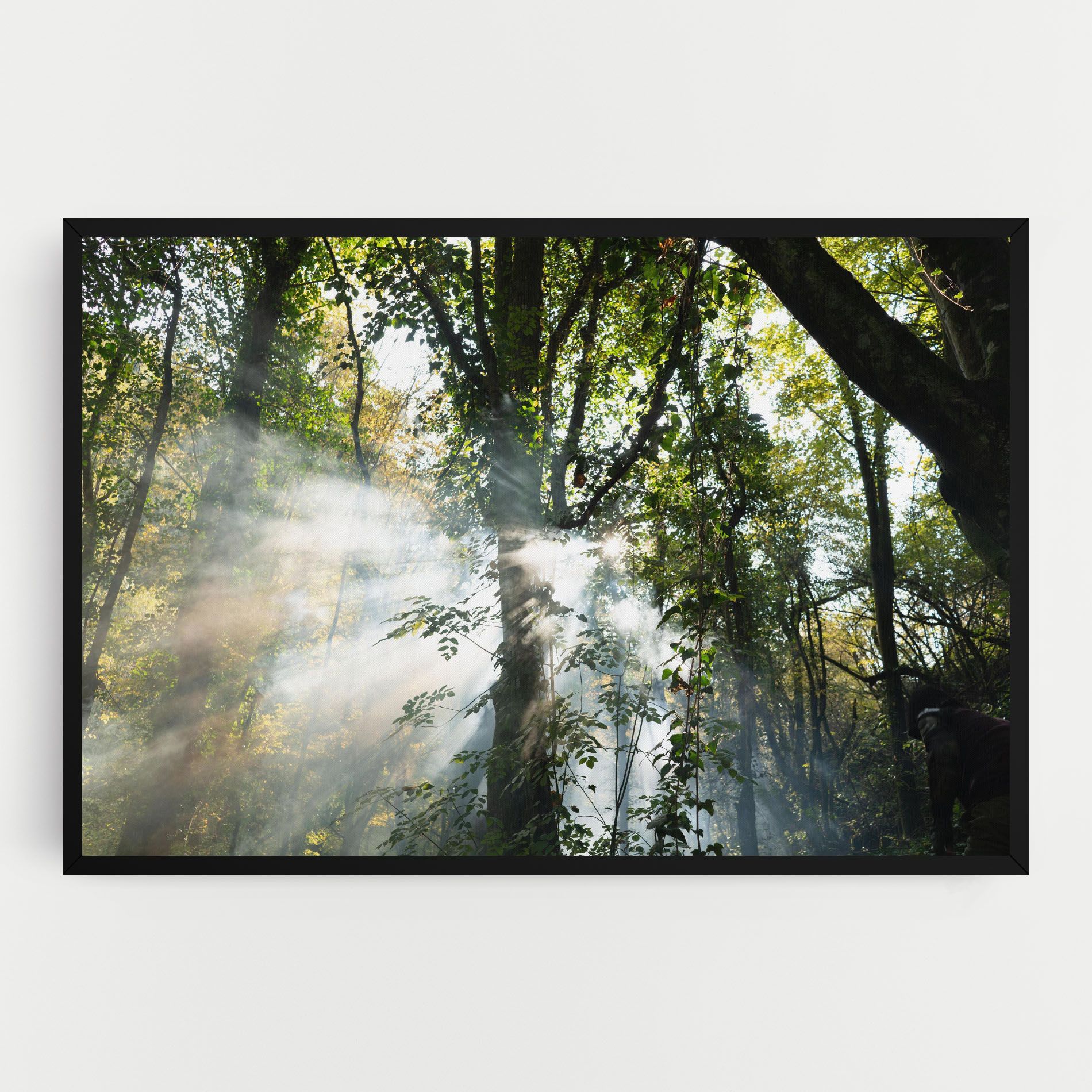 Foggy Light Forest mockup 0