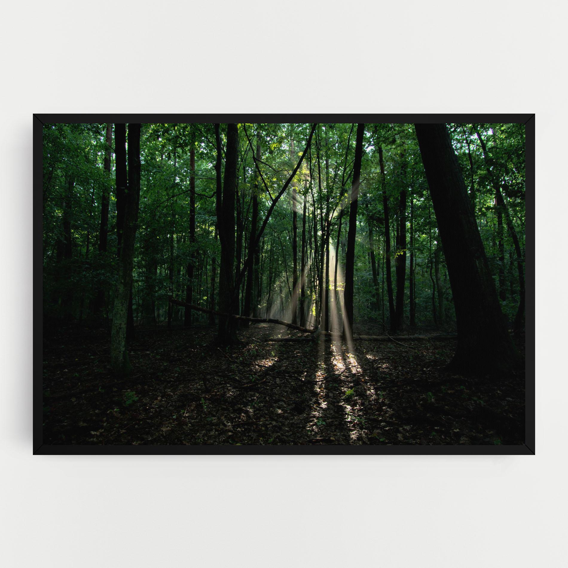 Leinwandbild Forest Sun Light mockup 0