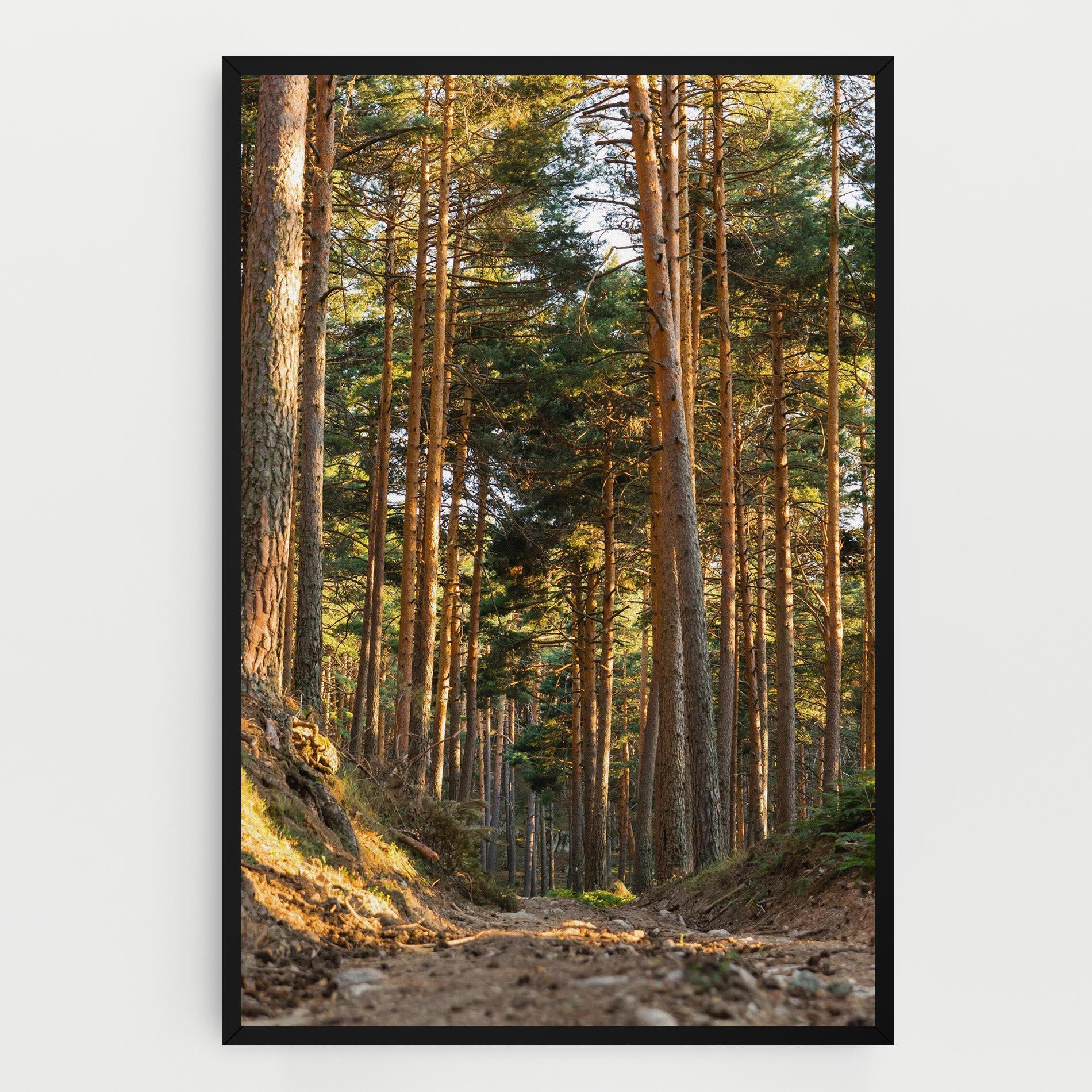 Leinwandbild Big Trees Forest mockup 0