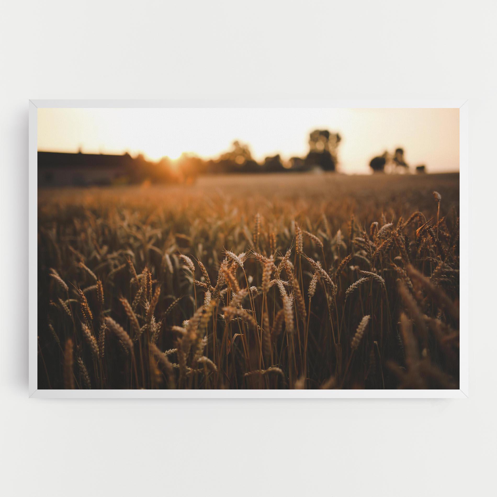 Leinwandbild Wheat Sunrise mockup 0